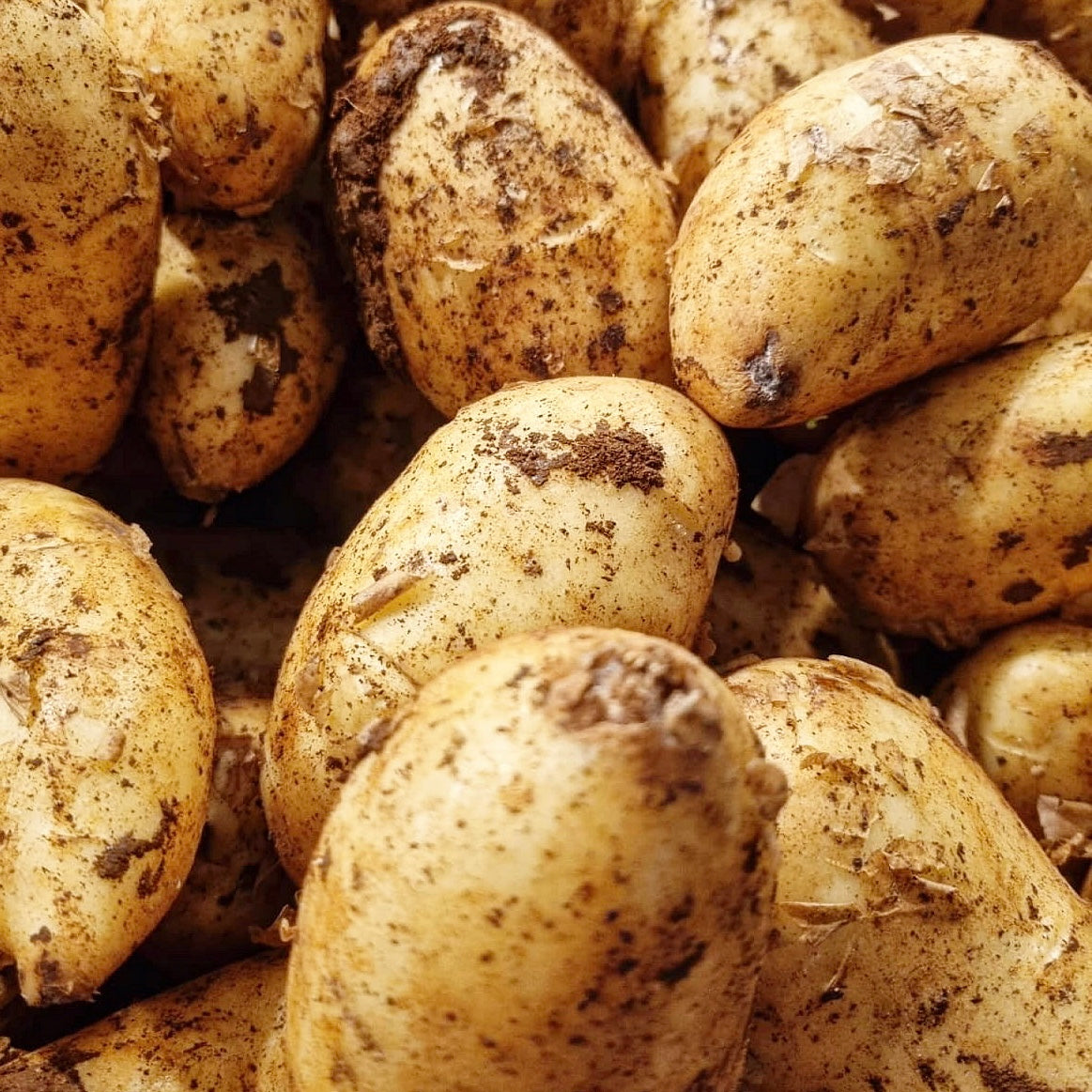 Cyprus Potatoes