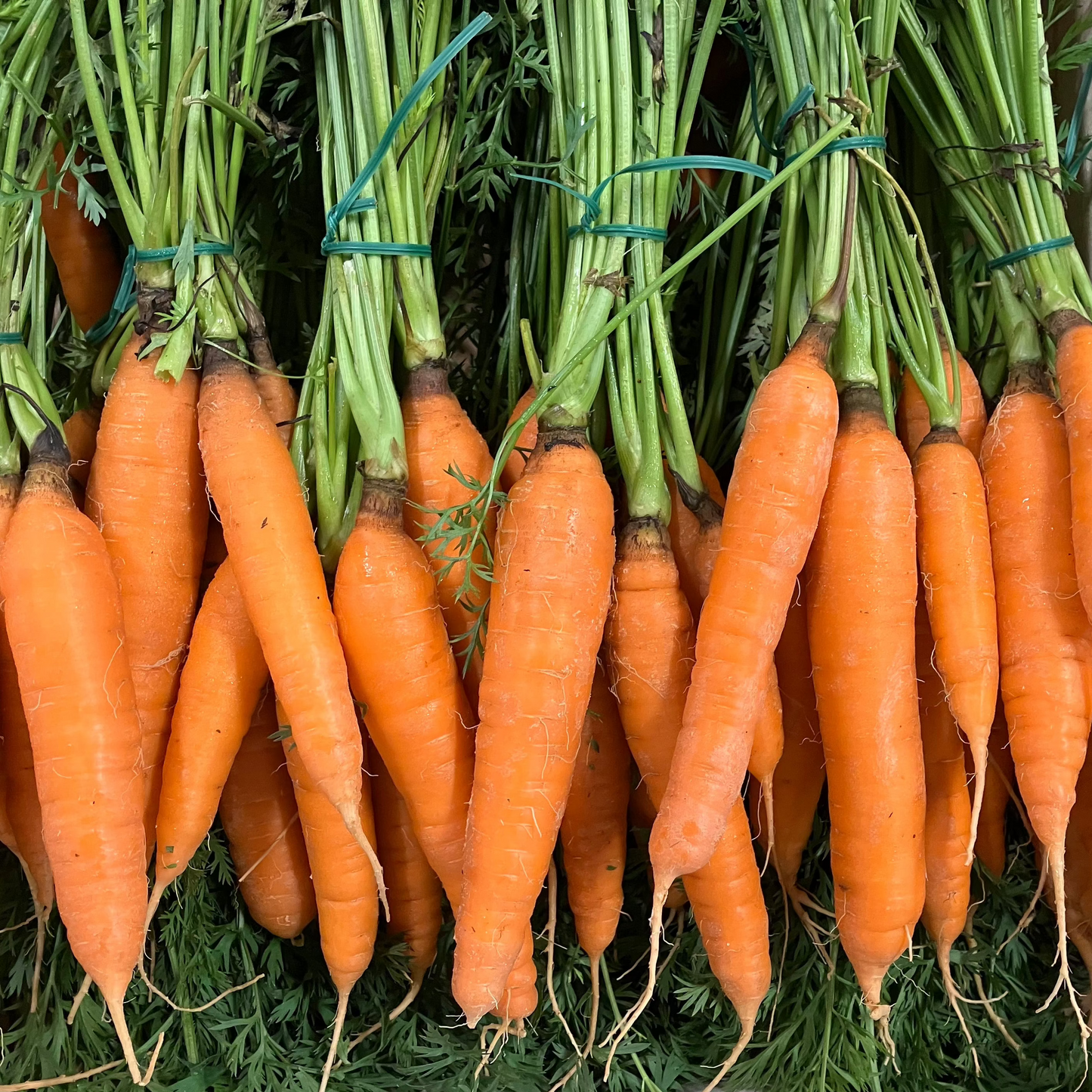 New Season Bunch Carrots