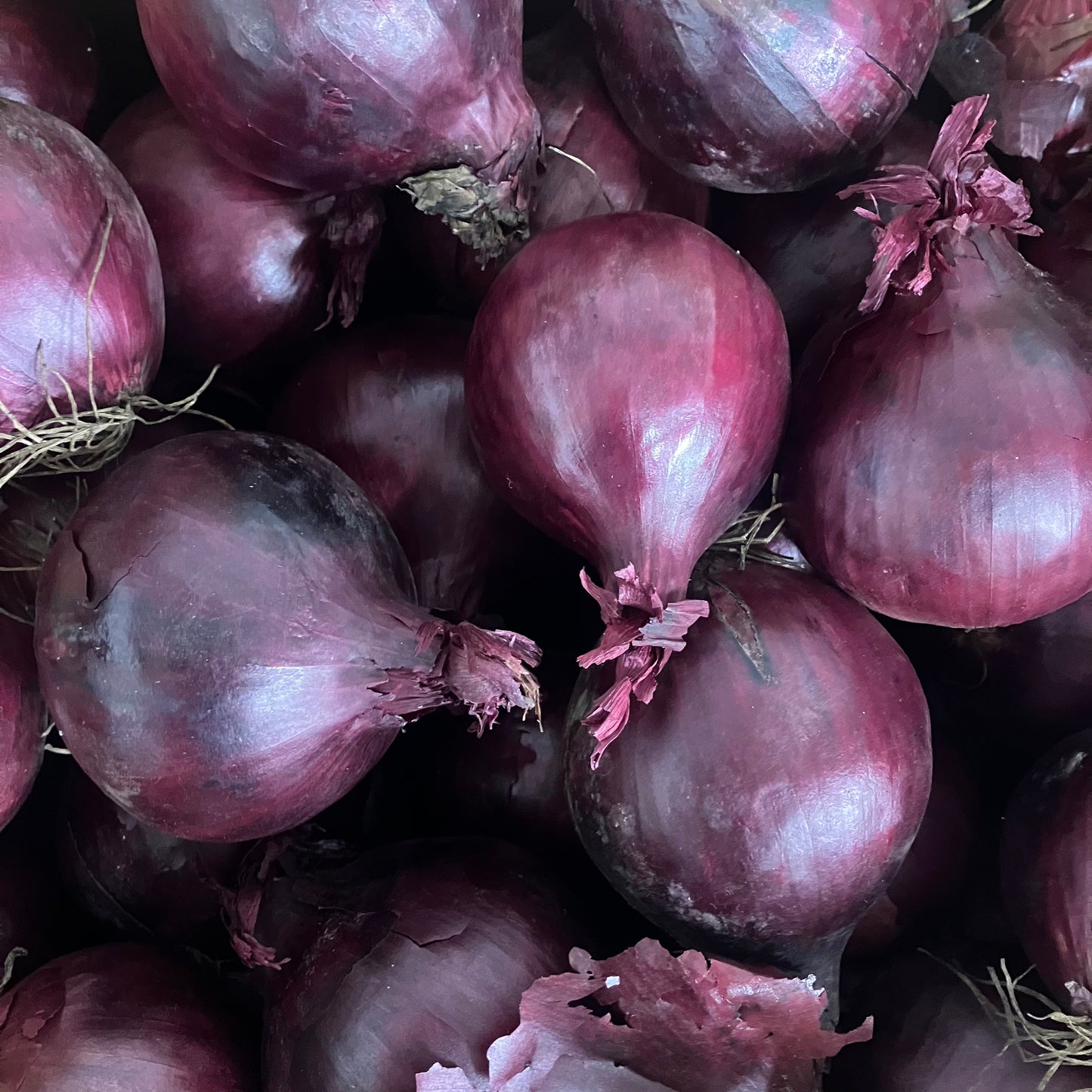 Red Onions
