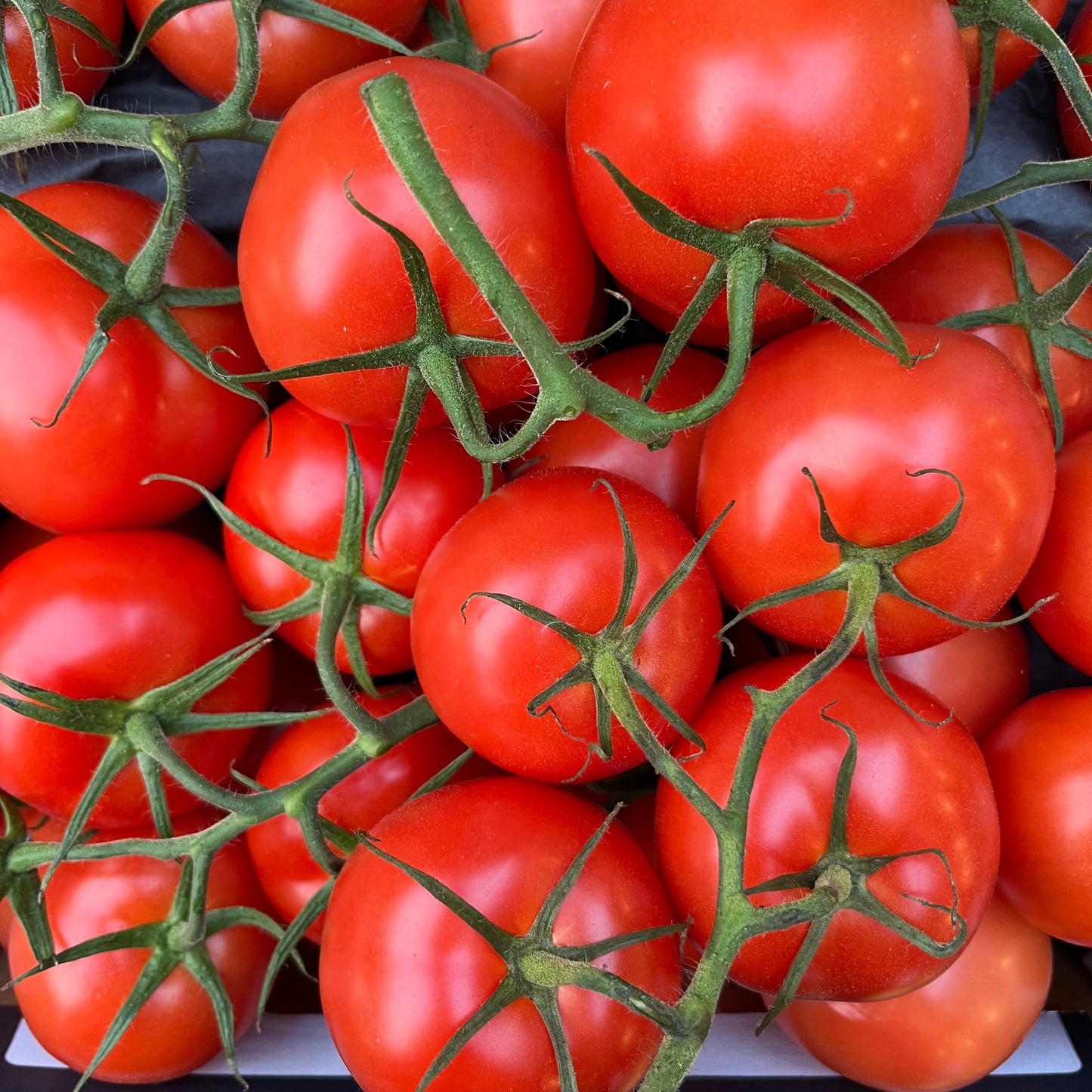 Tomatoes