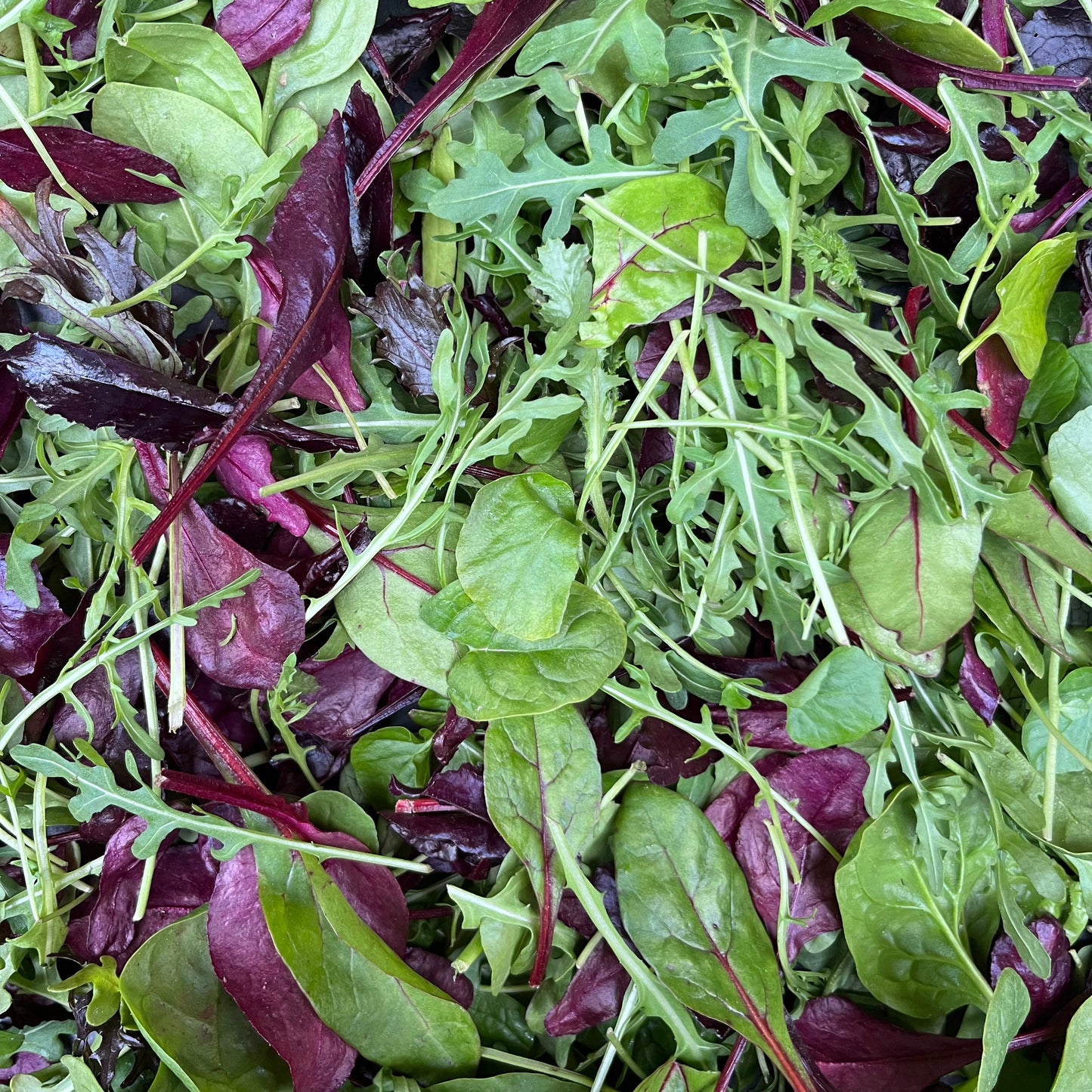 Mixed Leaf Bag