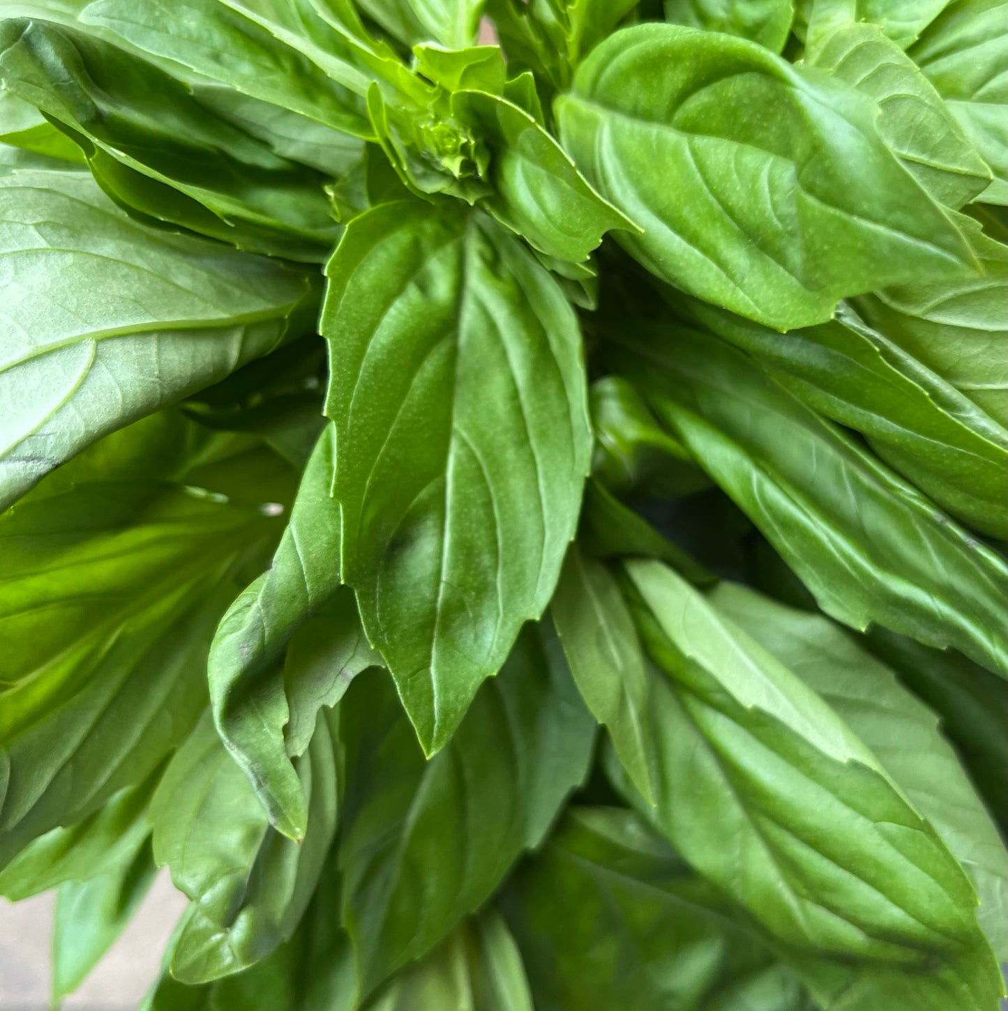 Basil (Bunch)