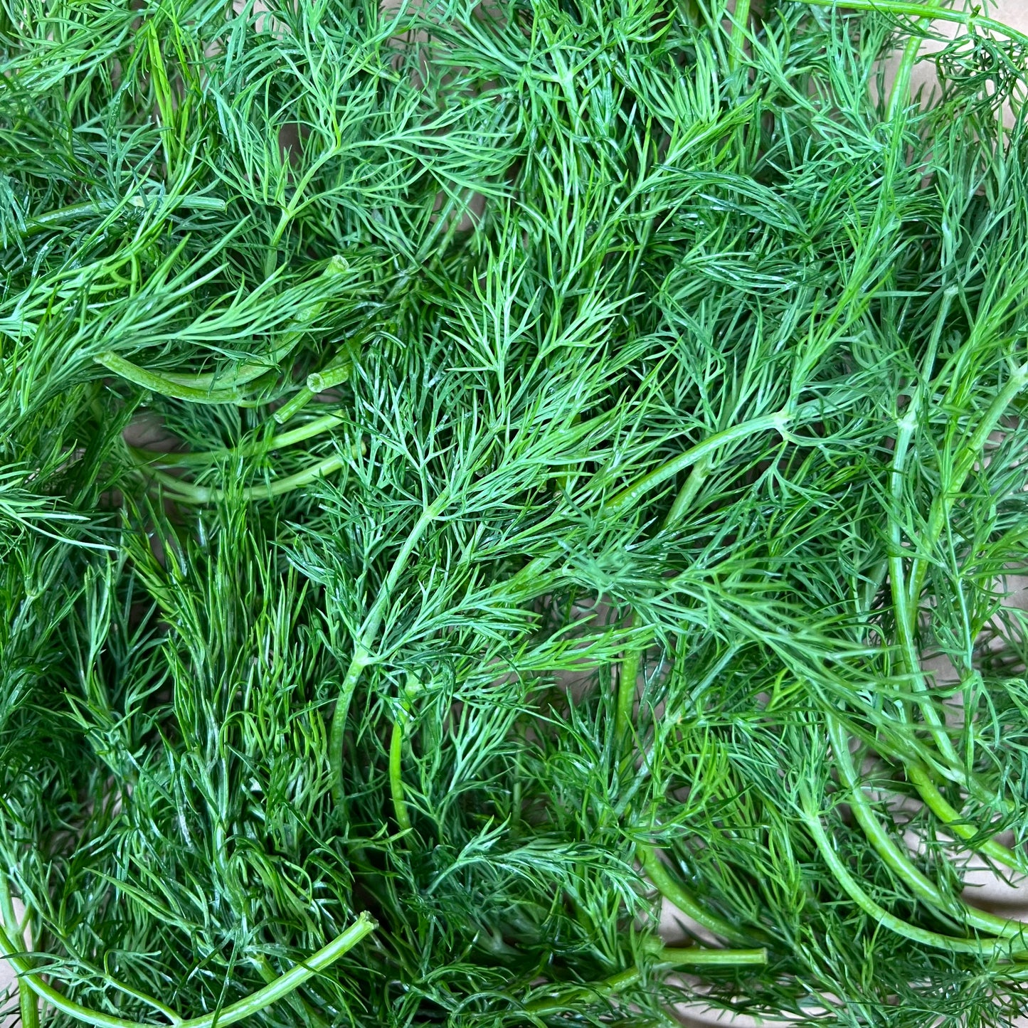 Dill (Bunch)