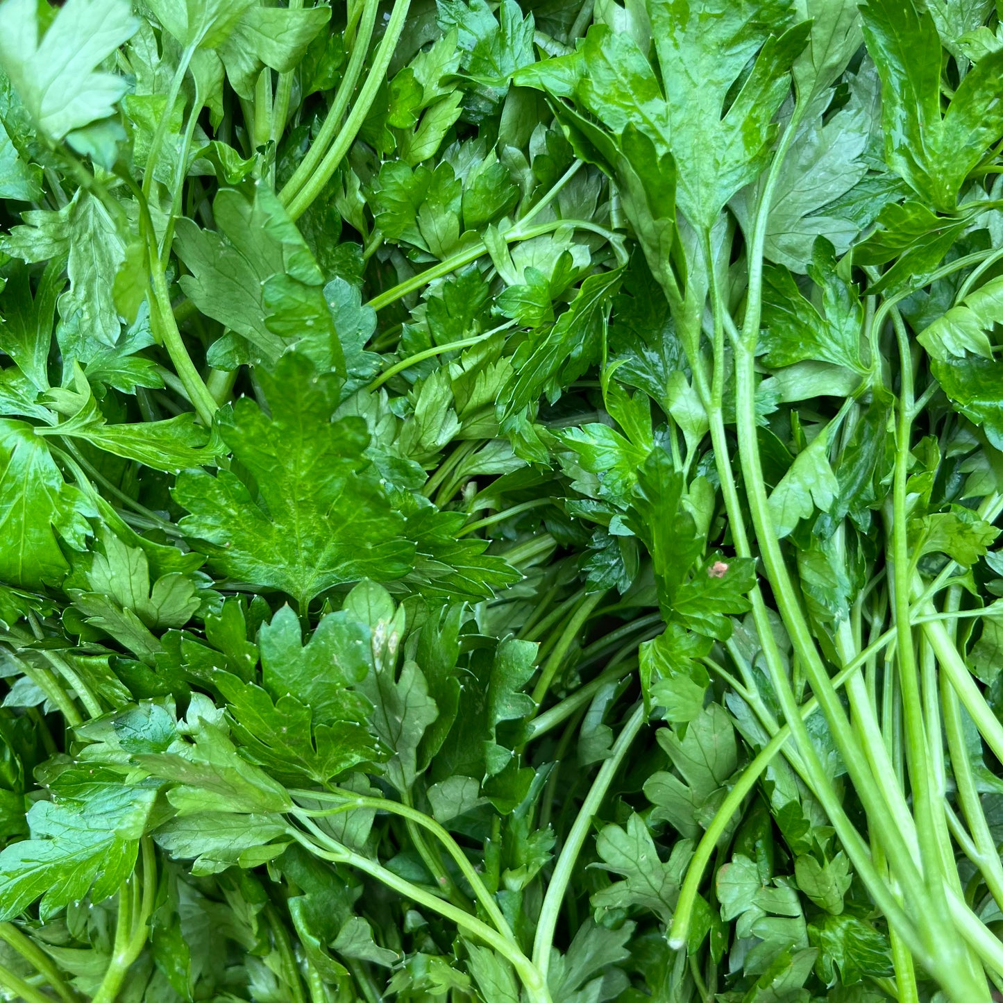 Coriander (Bunch)