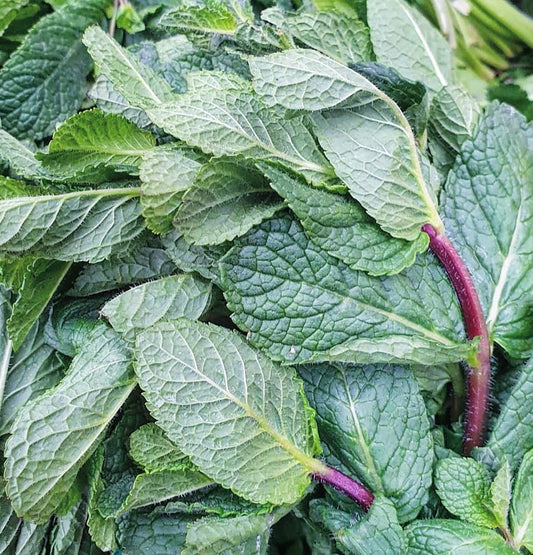 Mint (Bunch)