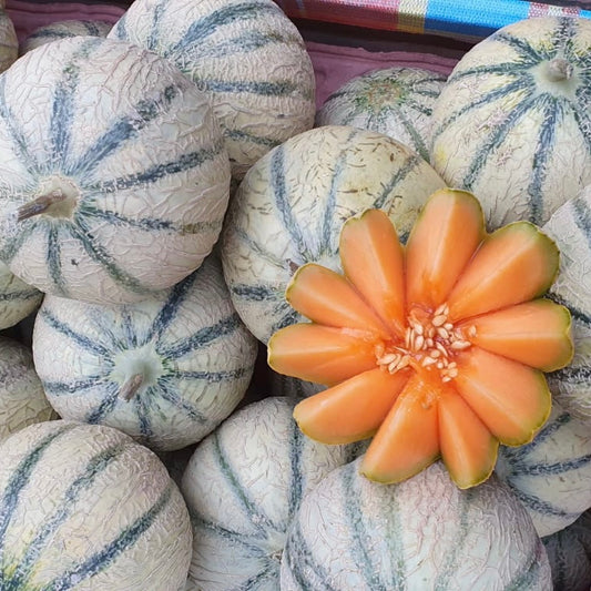 Cantaloupe Melon