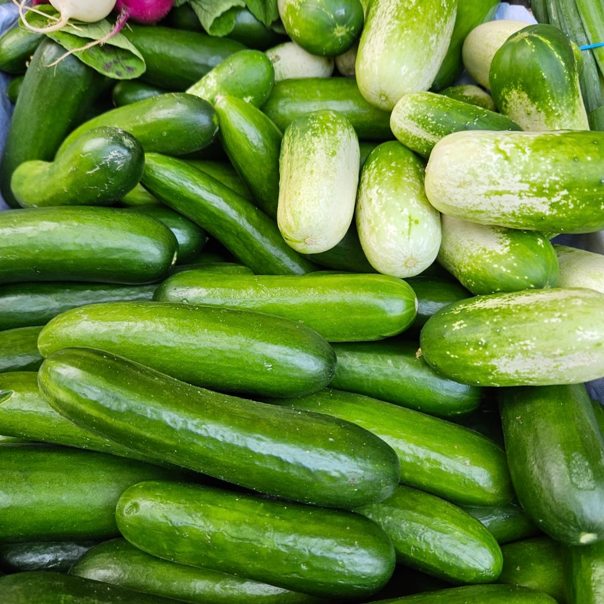 Baby Cucumber (500g)