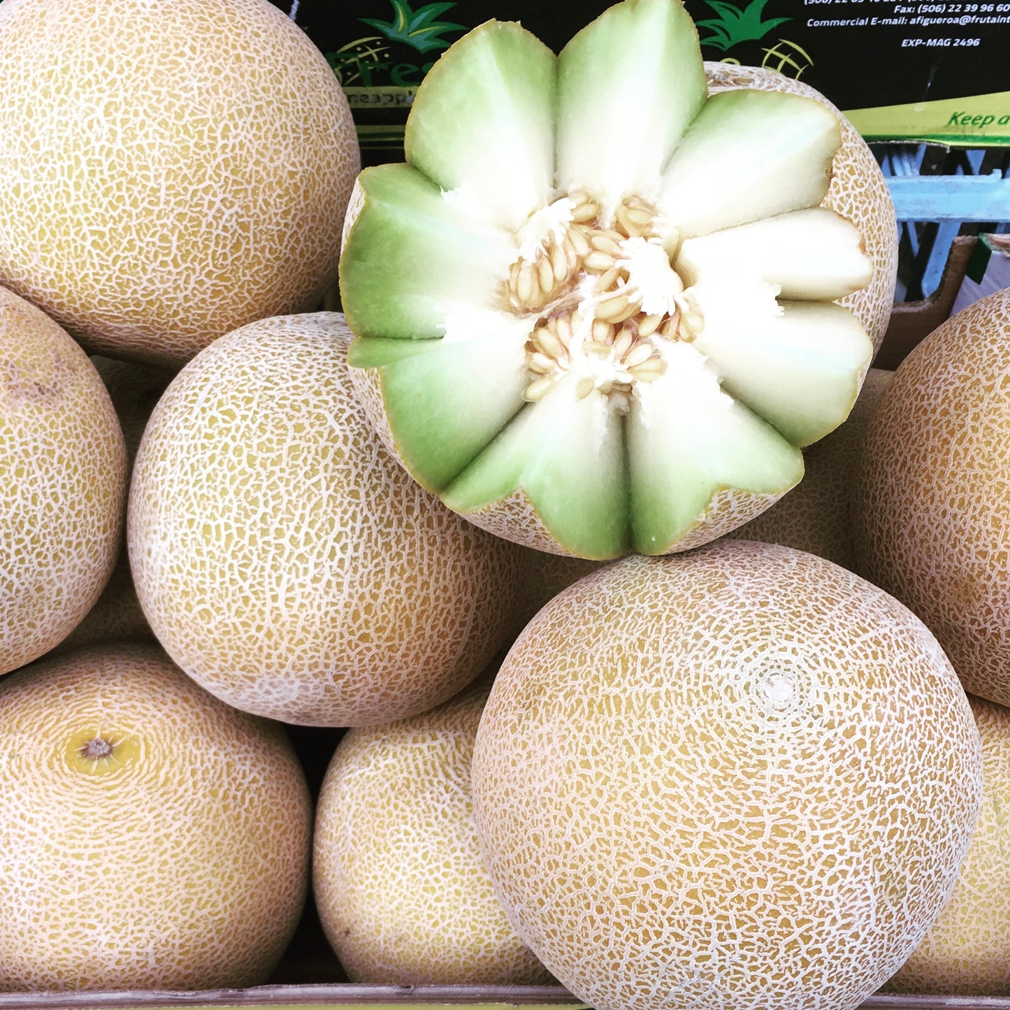 Galia Melon (1 piece)