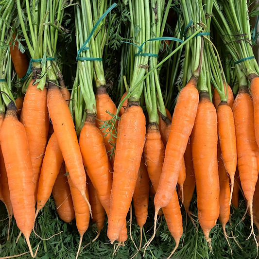 New Season Bunch Carrots