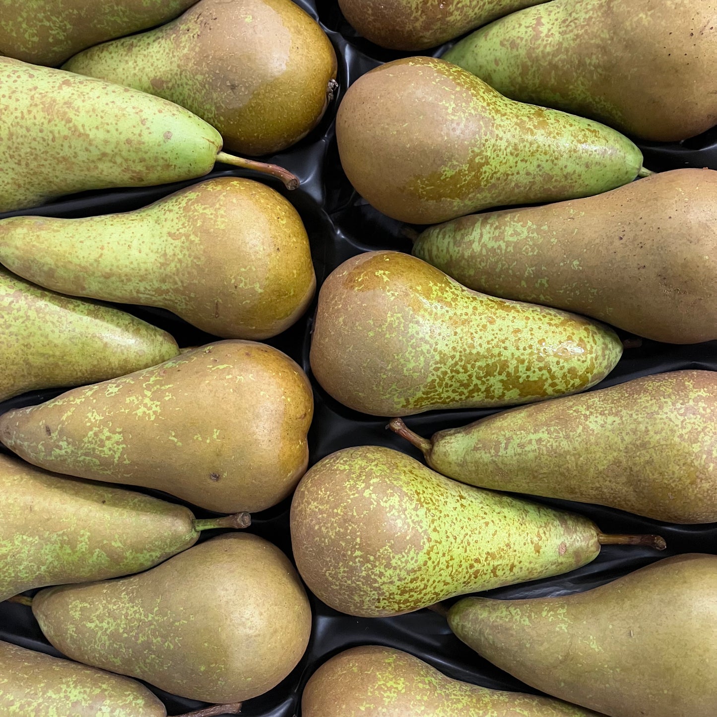 Conference Pears