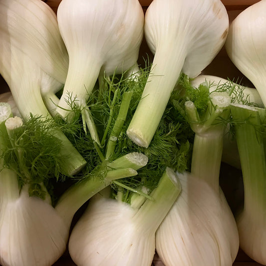 Fennel (1 bulb)