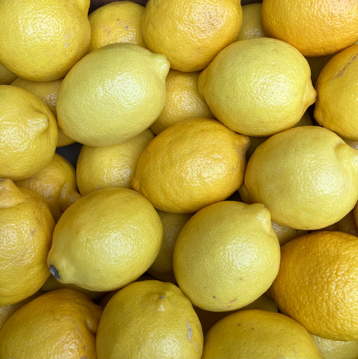 Lemons (3 pieces)