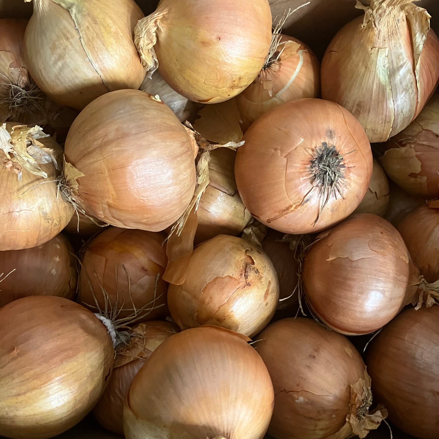 White Onions