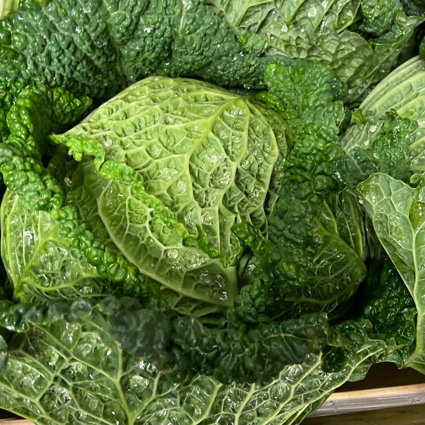 Cabbage (1 Piece)