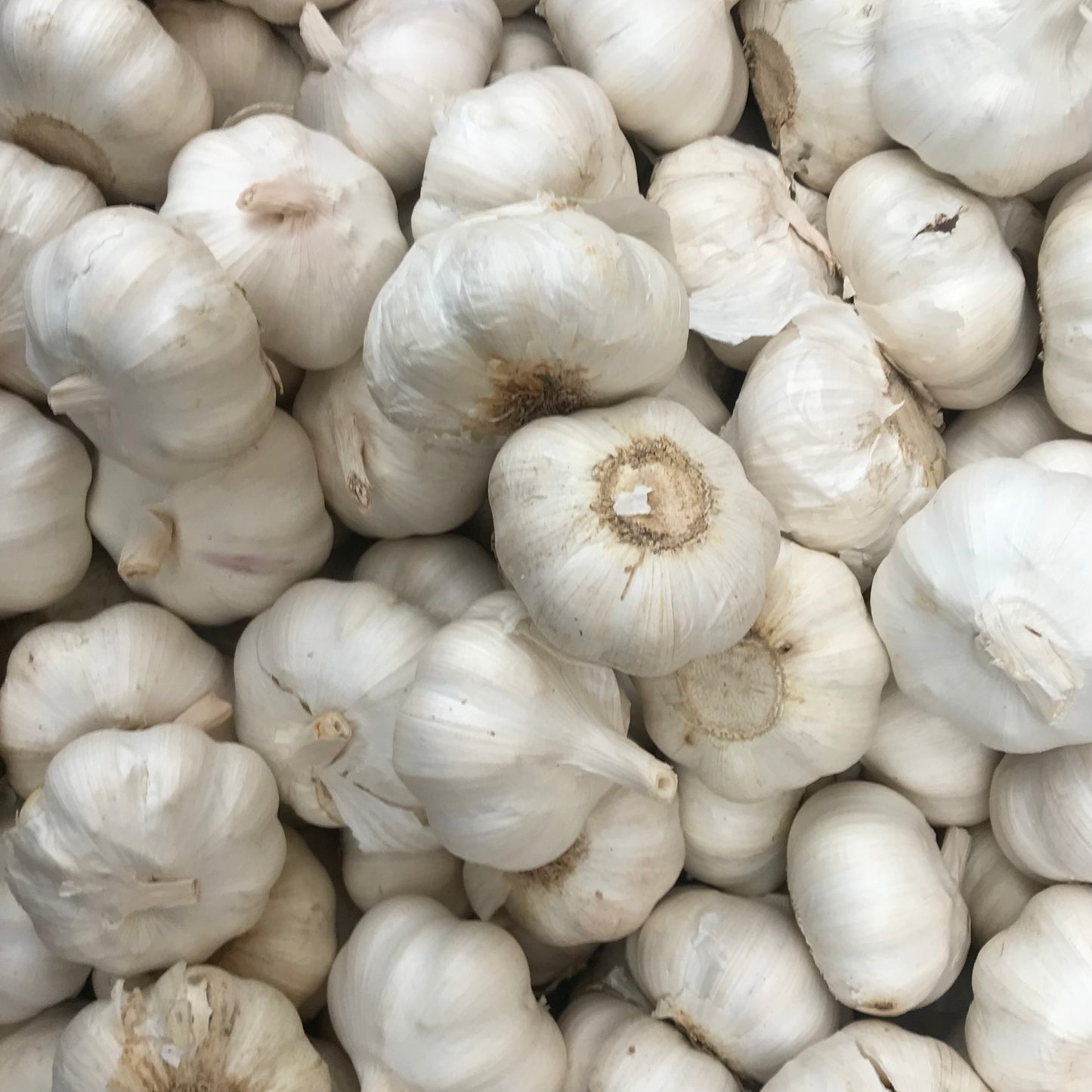 Garlic (3 Bulbs)
