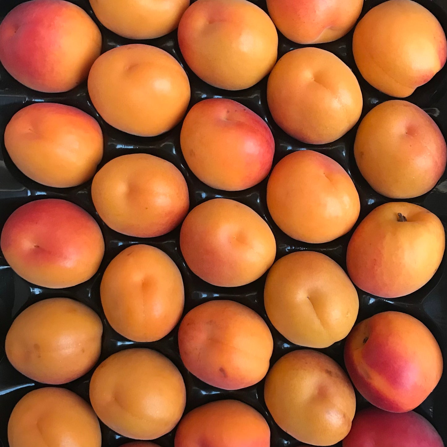 Apricots