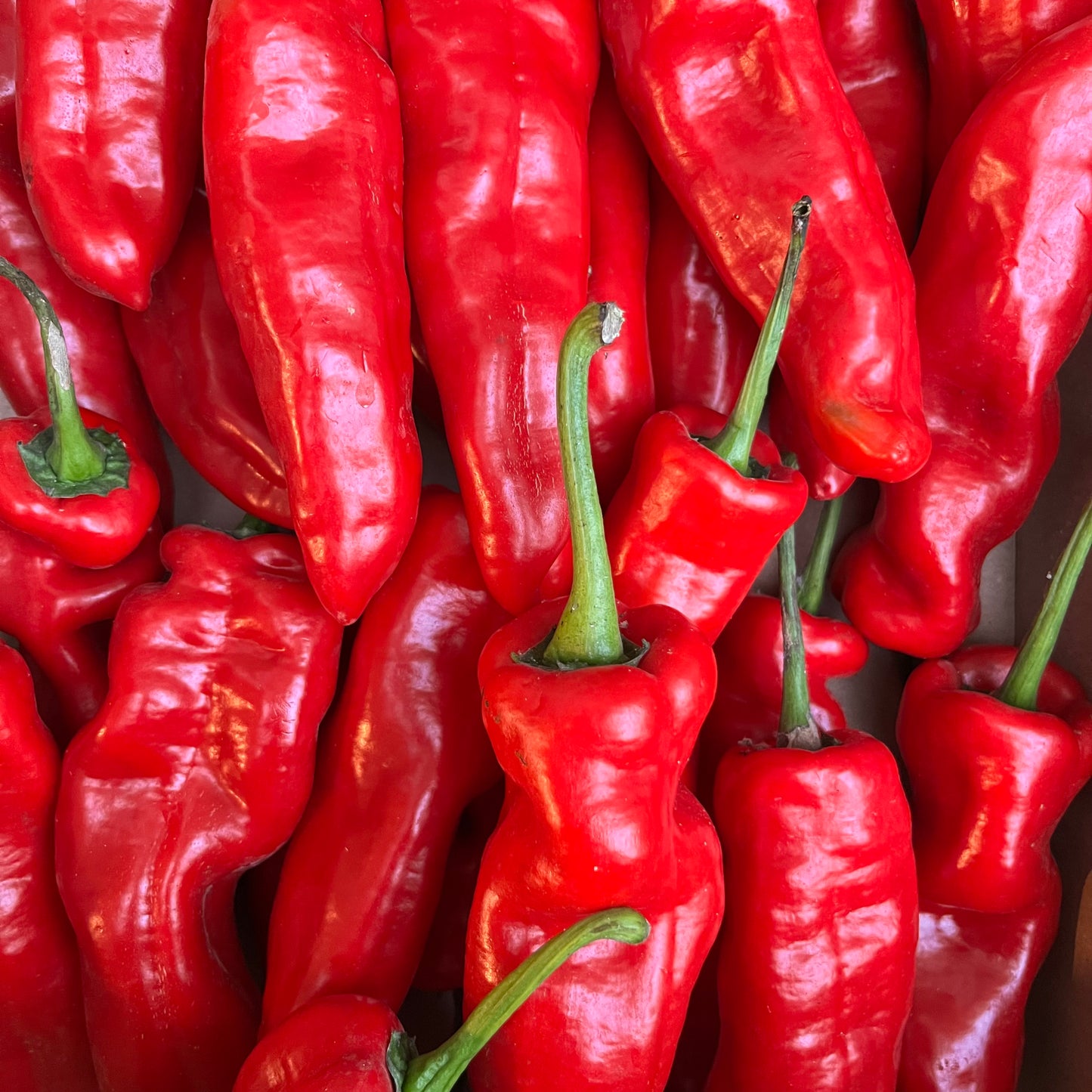 Romero Peppers (500g)