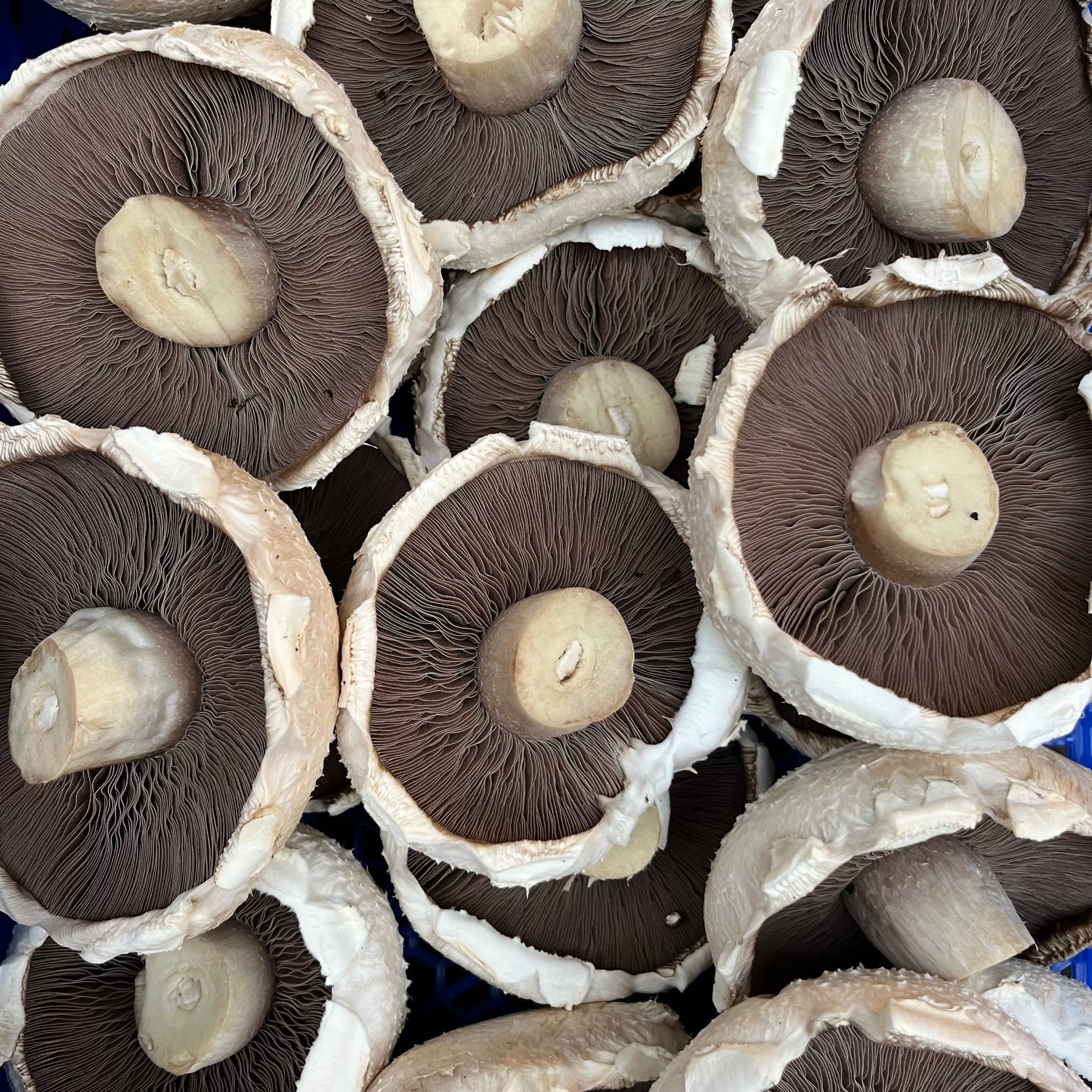 Giant Flat Mushrooms (500g)