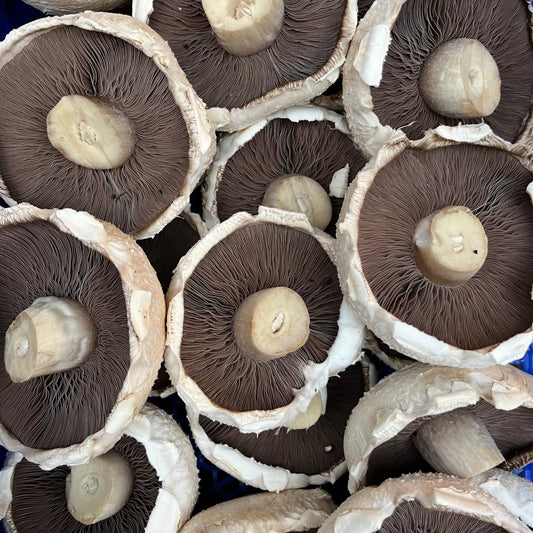 Giant Flat Mushrooms (500g)