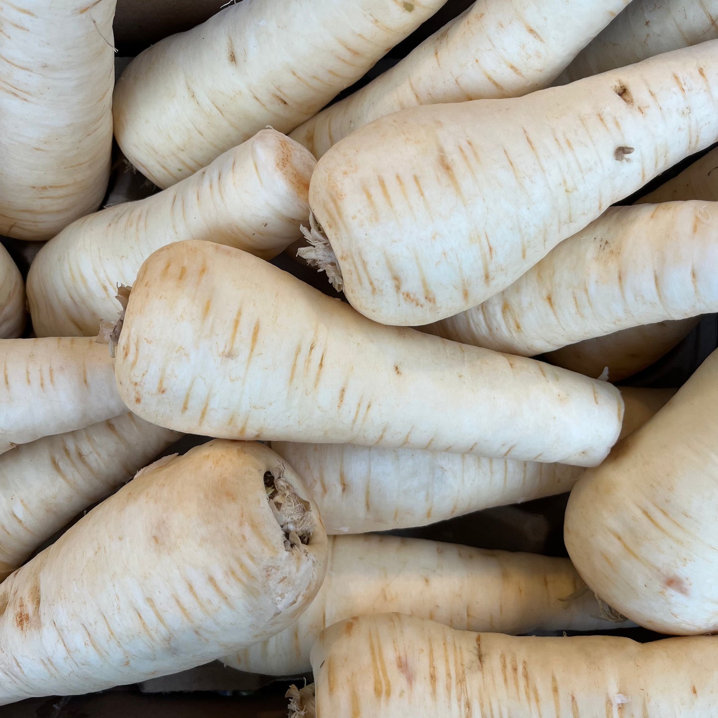 Parsnips