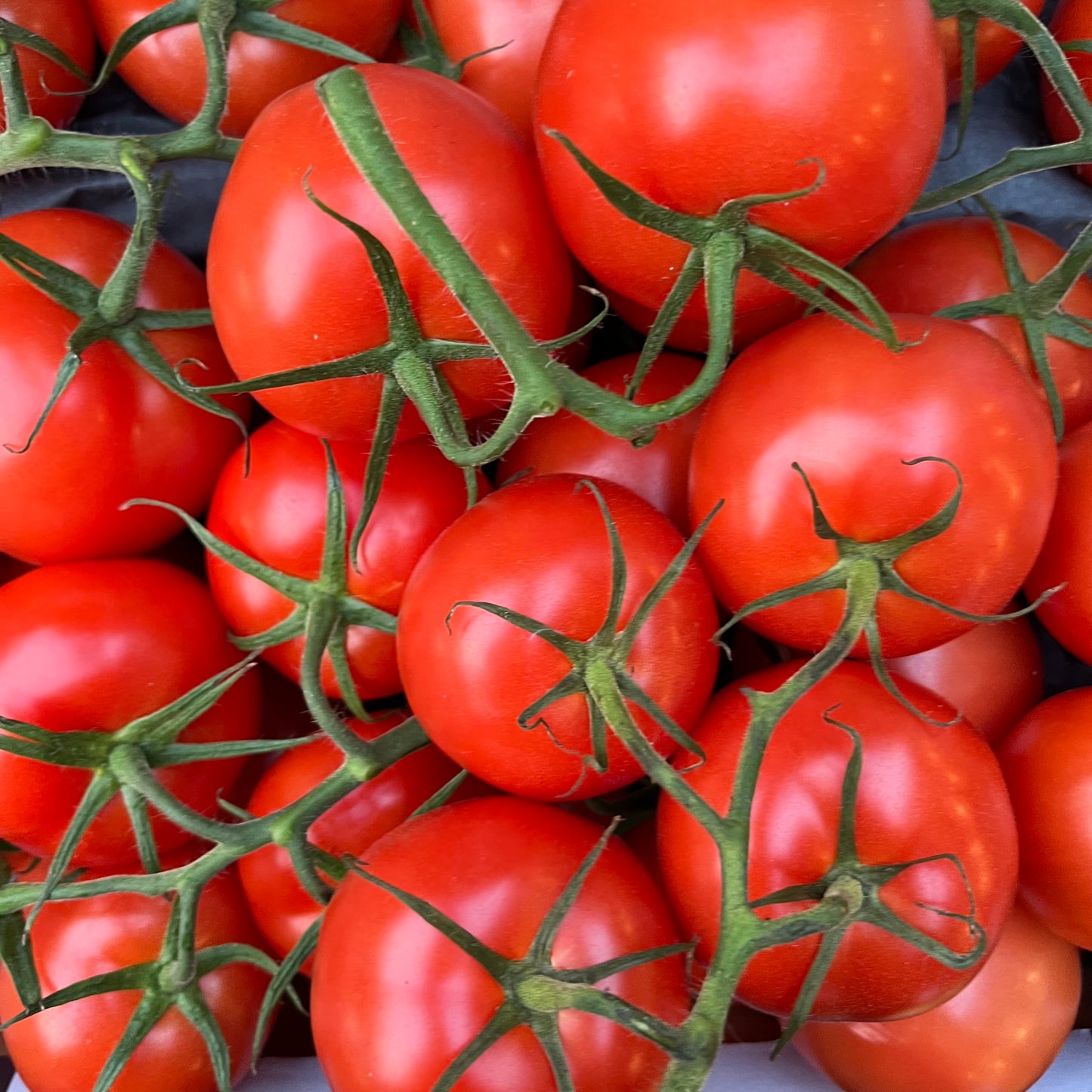Tomatoes