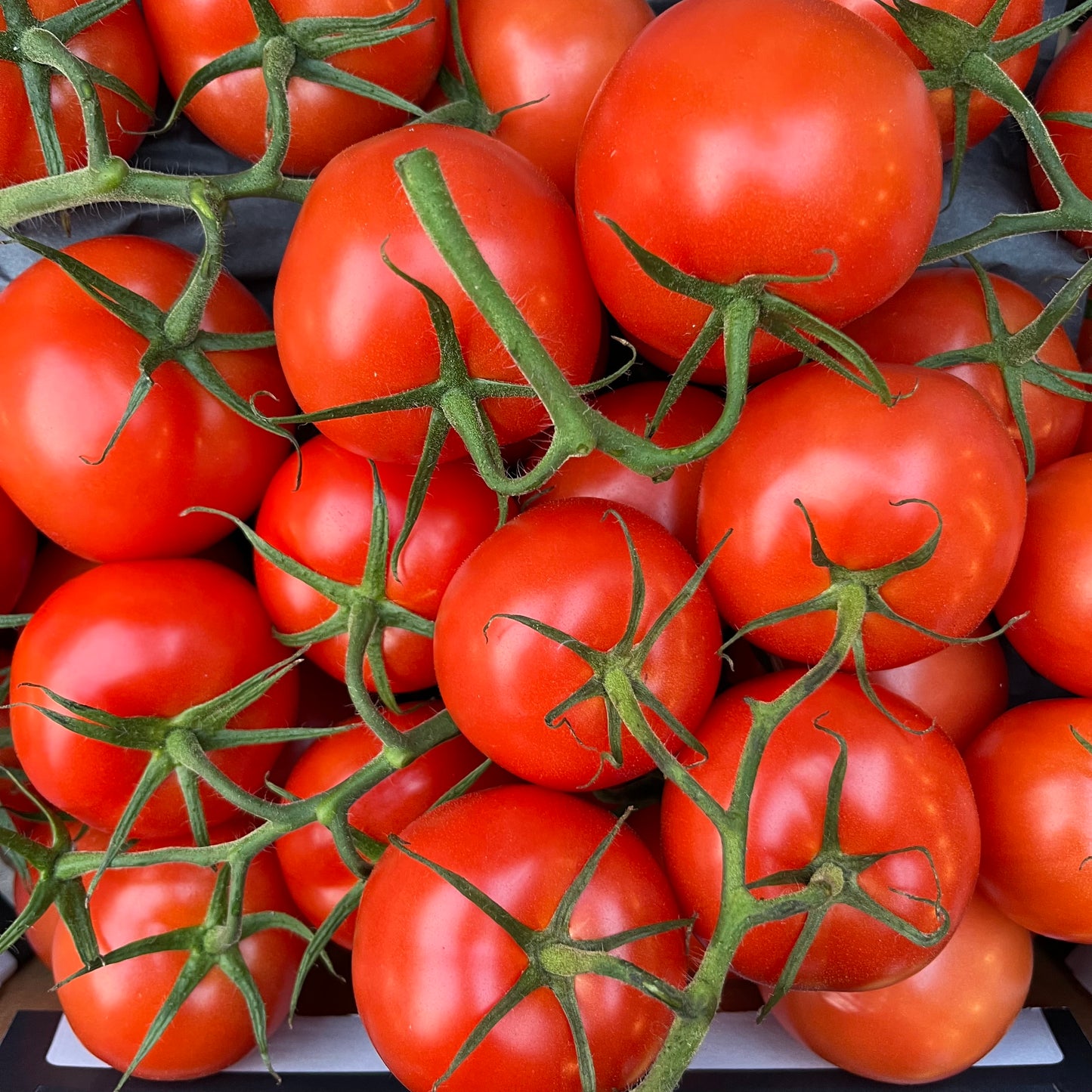 Tomatoes