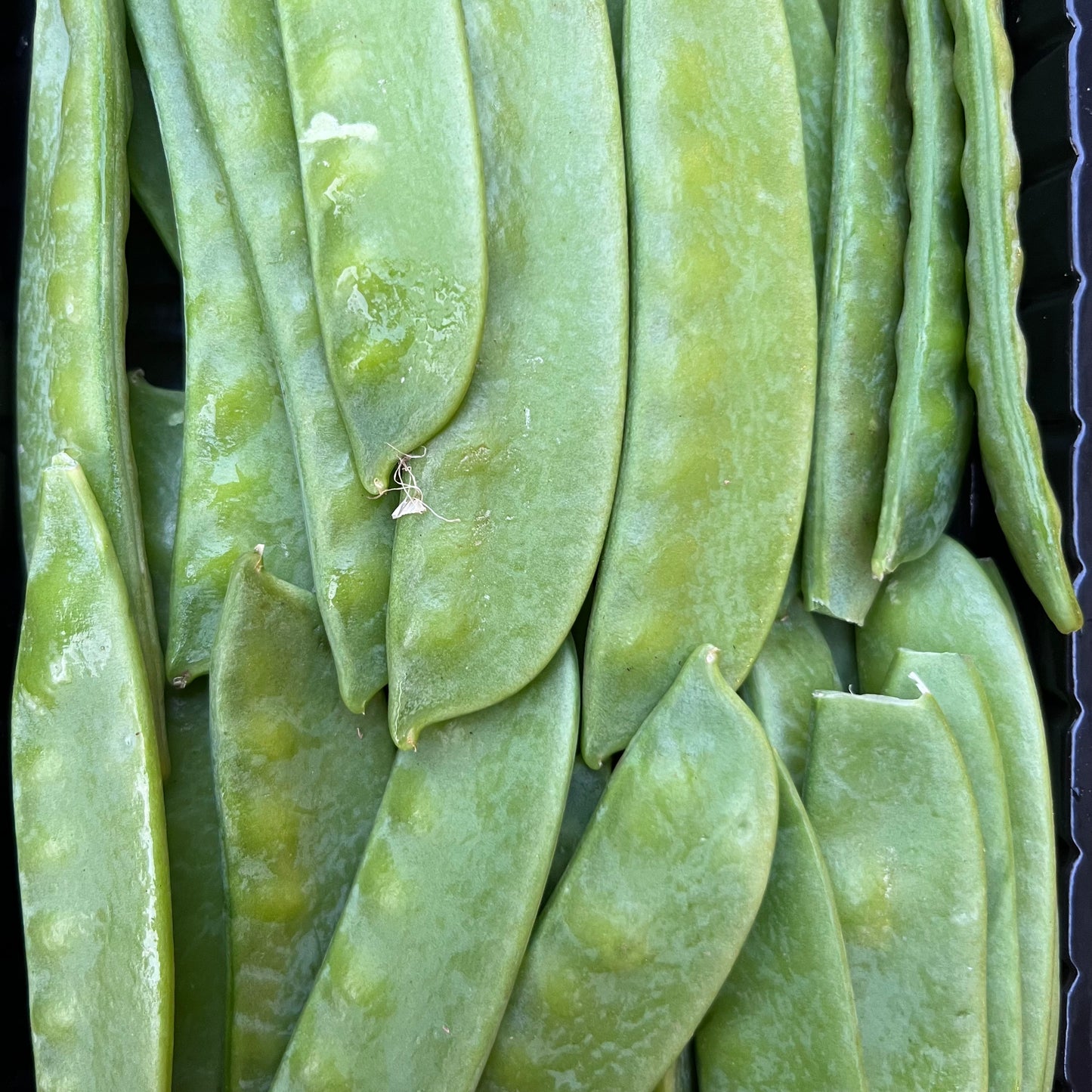 Mange Tout (125g)