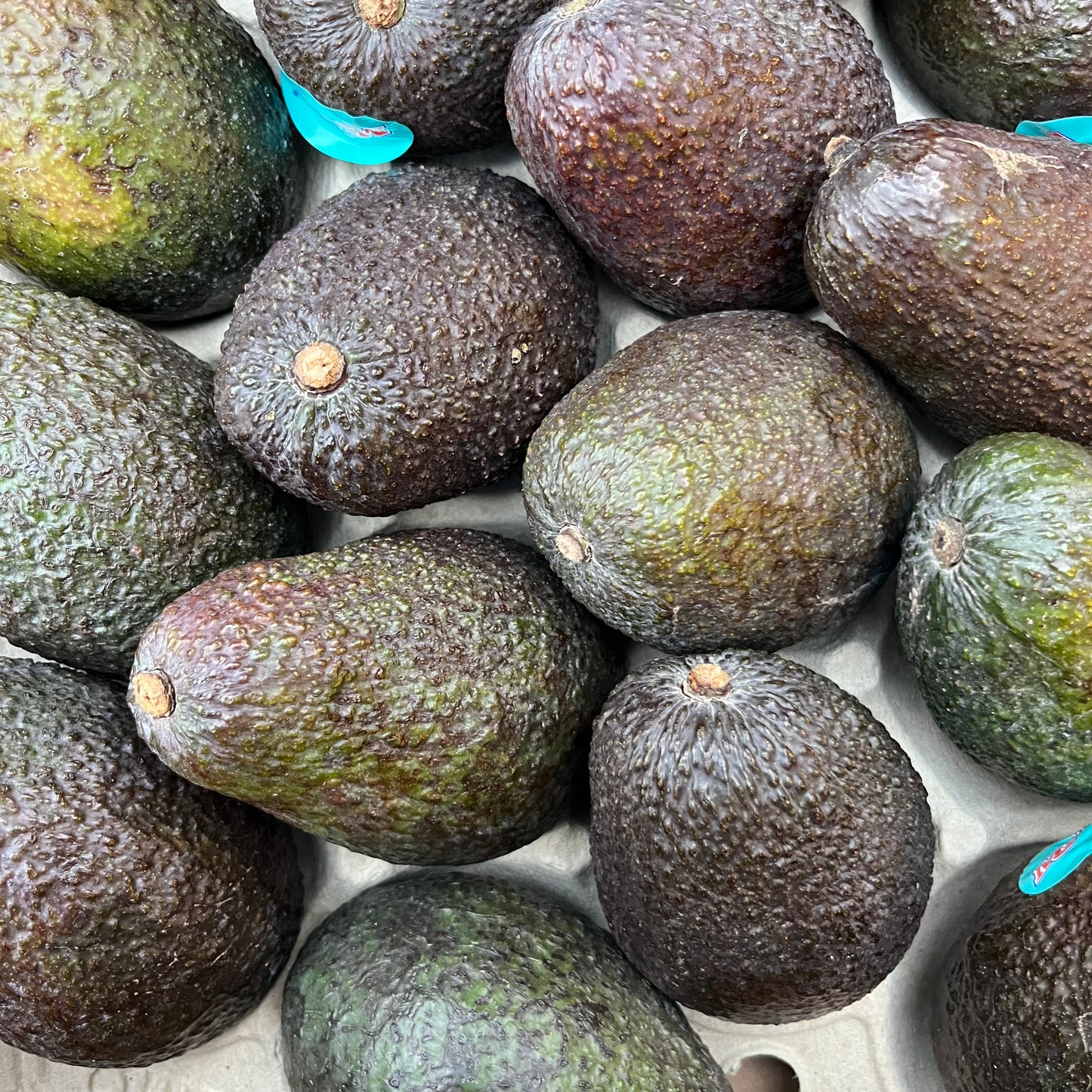 Hass Avocado (1 piece)