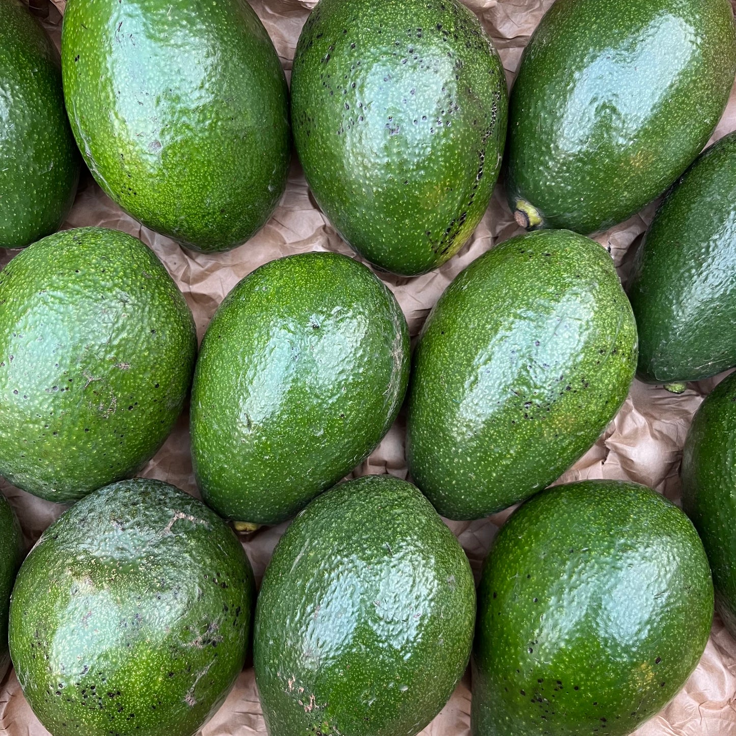 Green Avocado (1 piece)