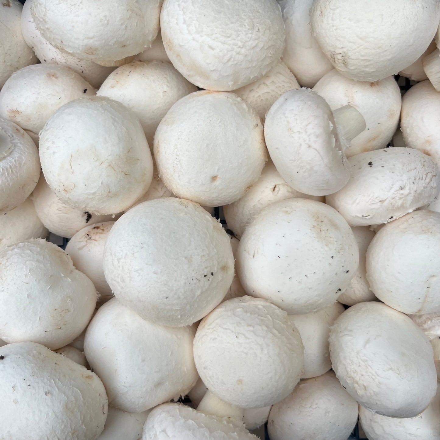 Cup Mushrooms (500g)