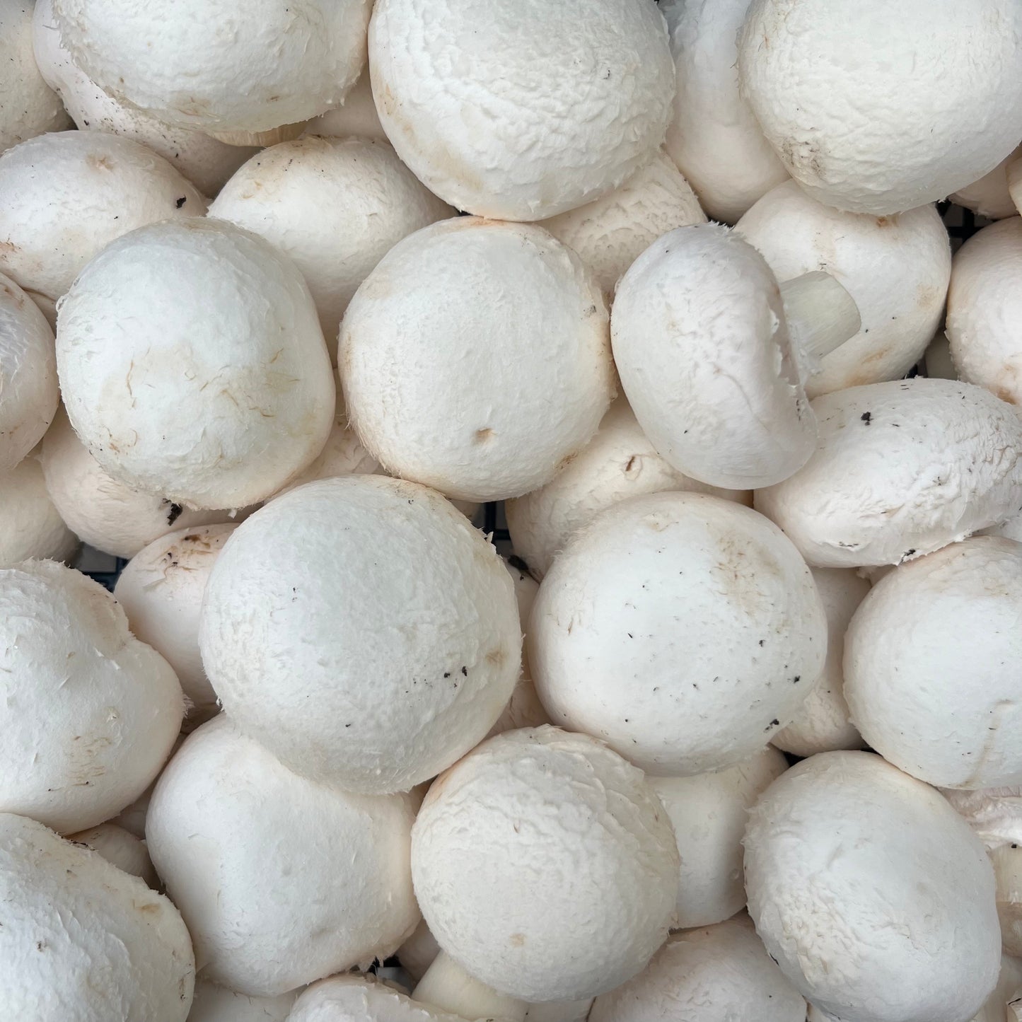 Cup Mushrooms (500g)