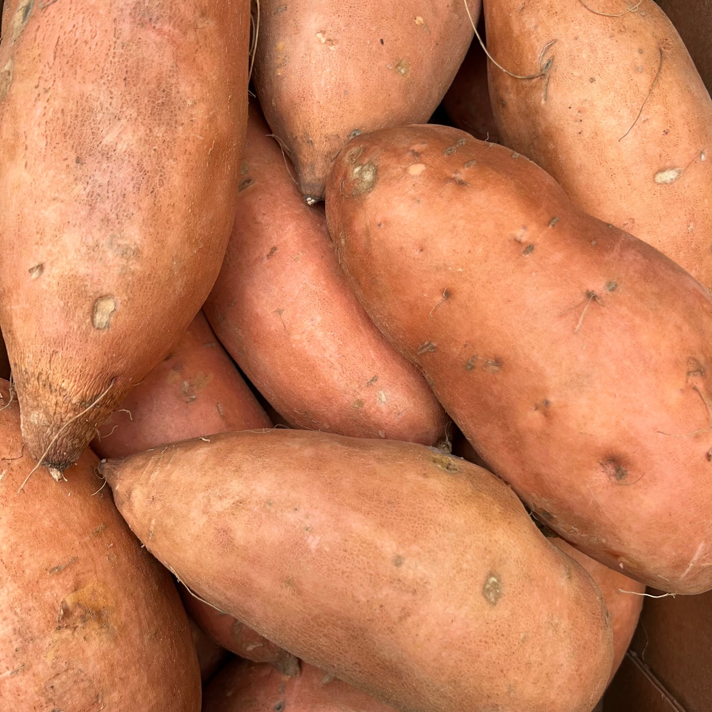 Sweet Potato