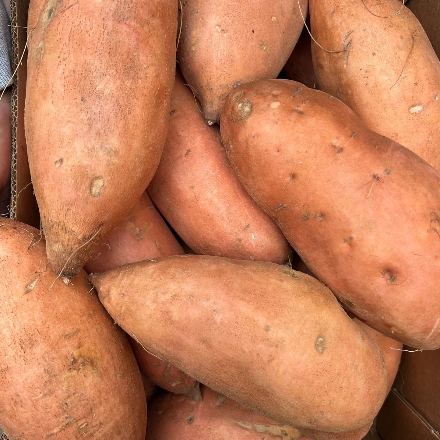 Sweet Potato