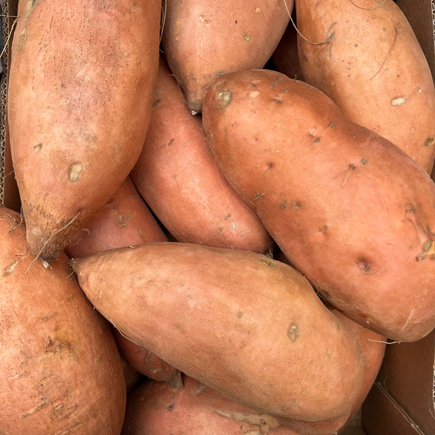 Sweet Potato