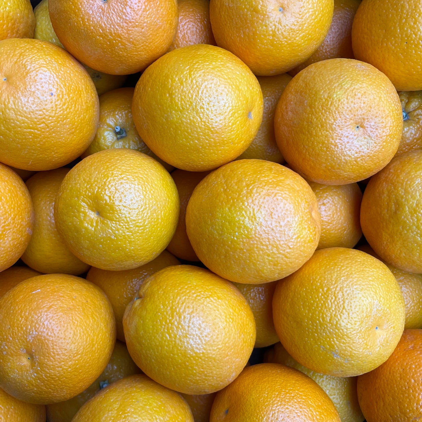 Oranges (3 pieces)