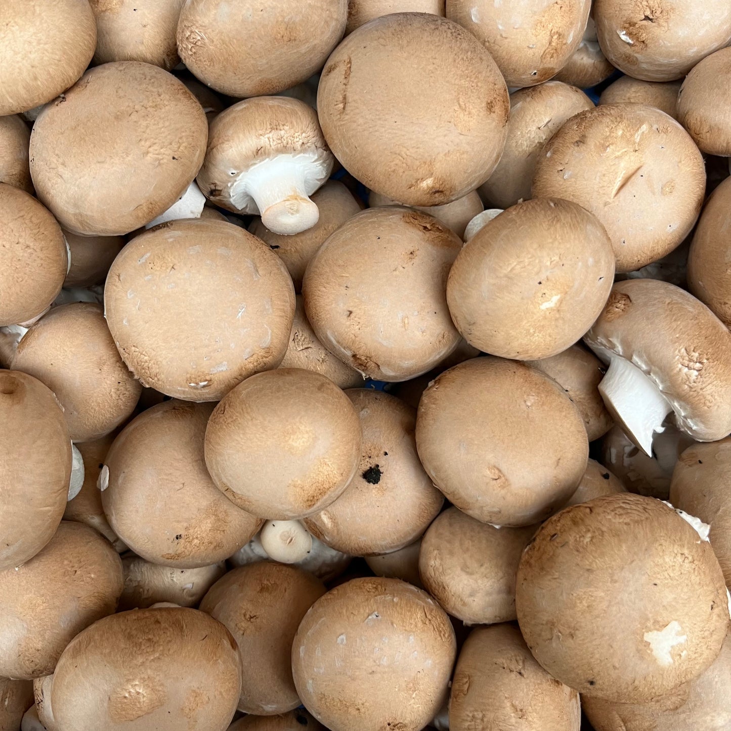 Chestnut Mushrooms (500g)