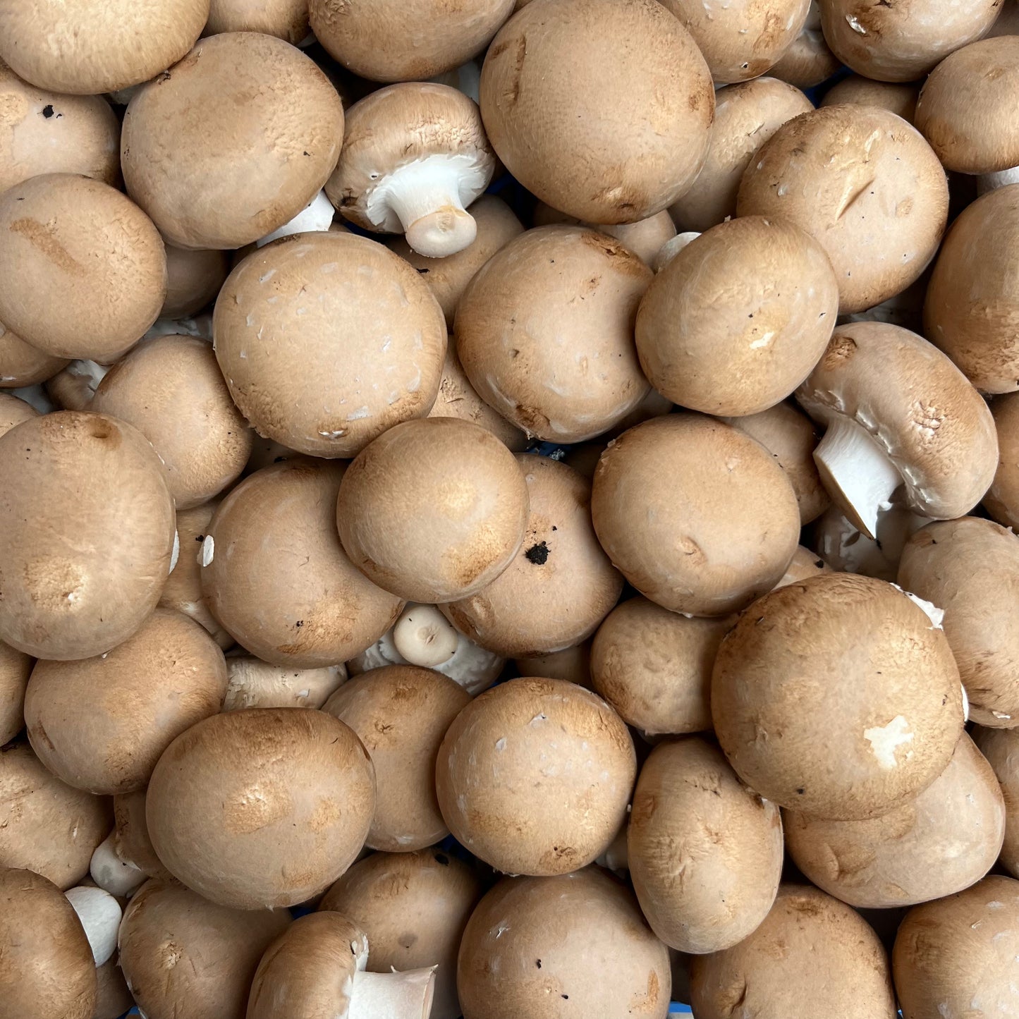 Chestnut Mushrooms (500g)