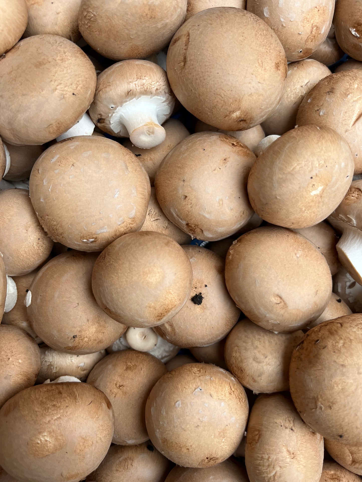Chestnut Mushrooms (500g)