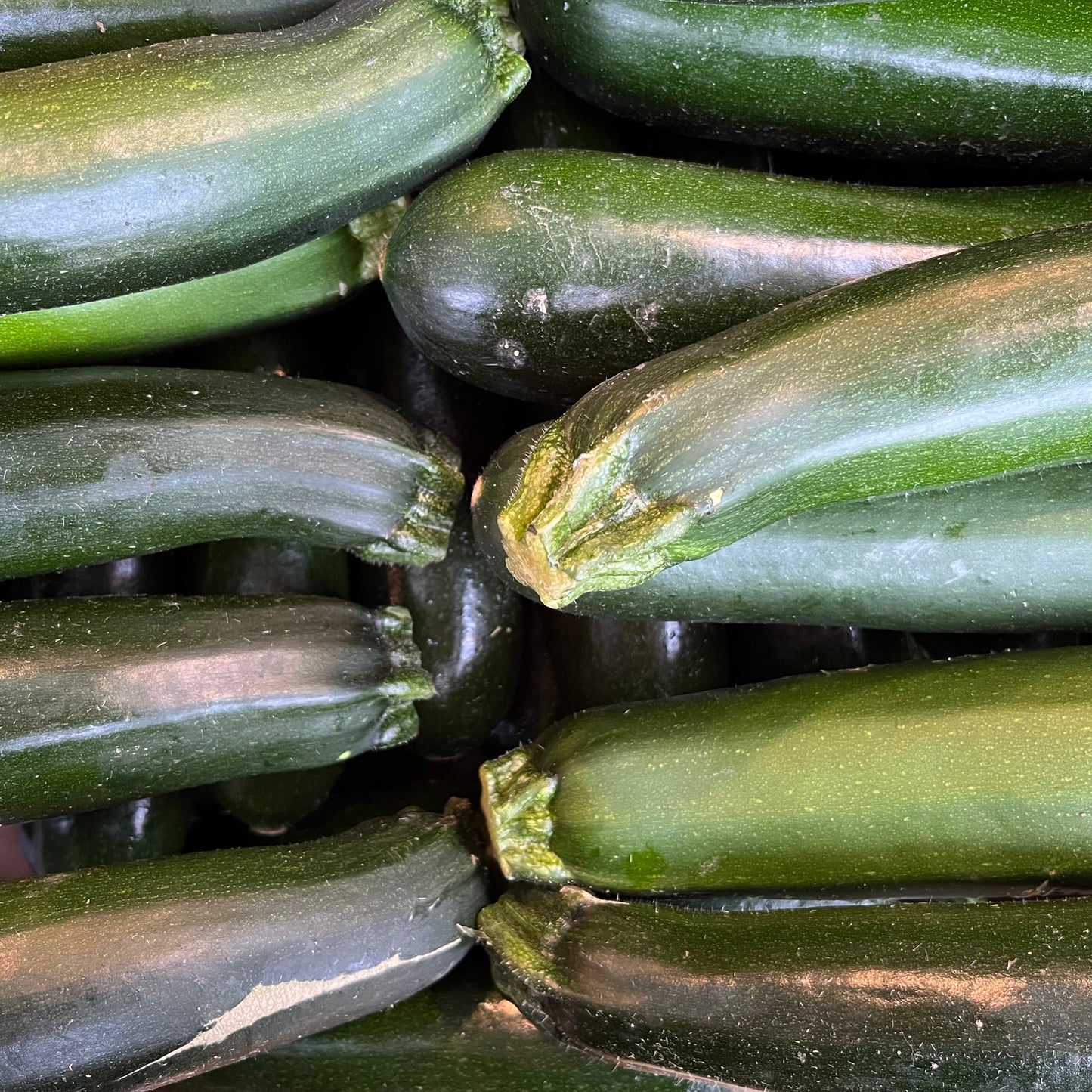 Courgettes