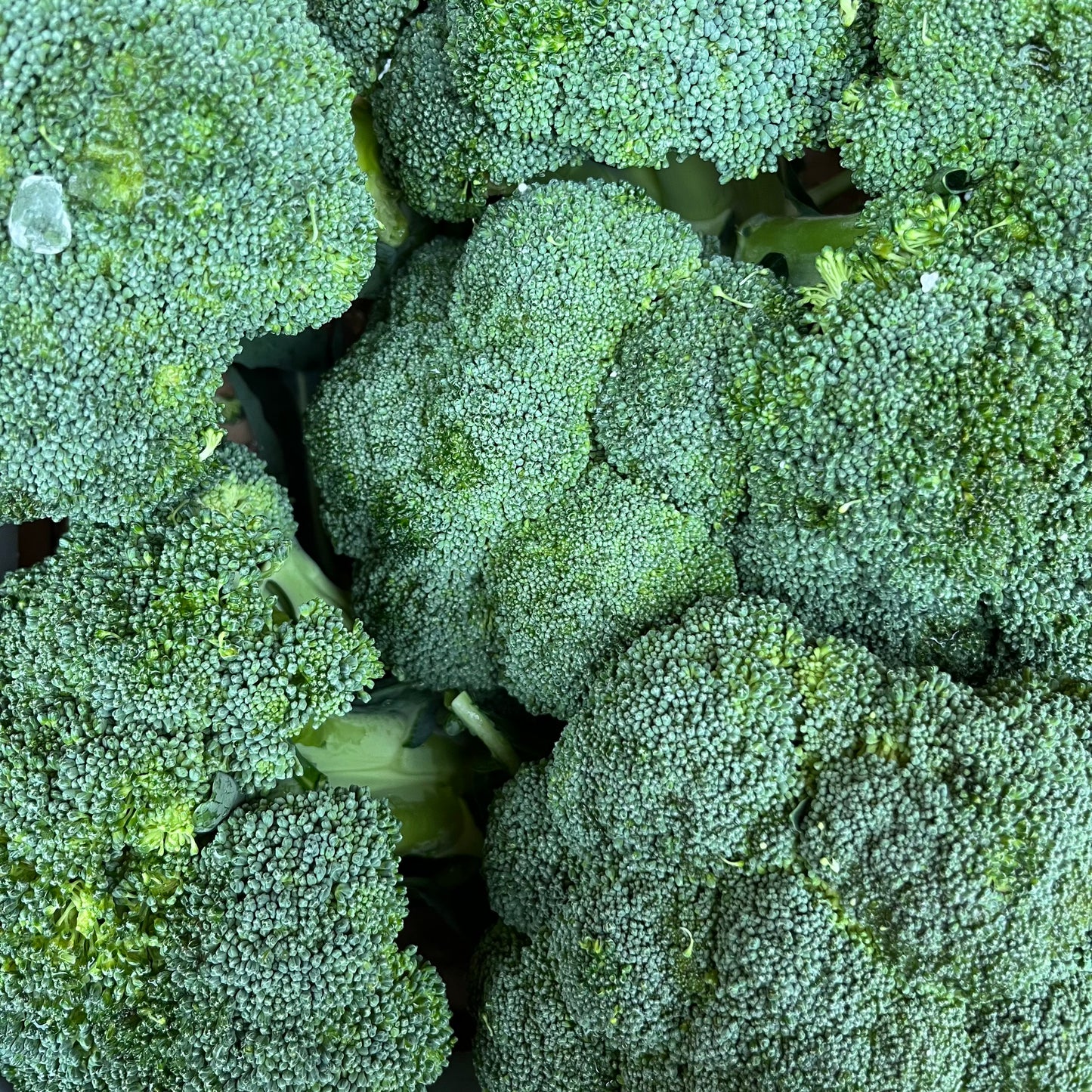 Broccoli