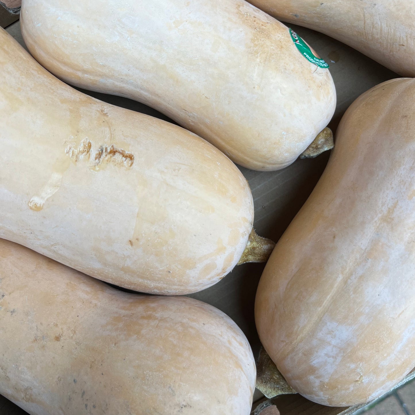 Butternut Squash (1 Piece)