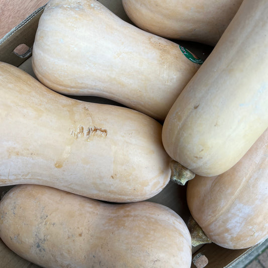 Butternut Squash (1 Piece)
