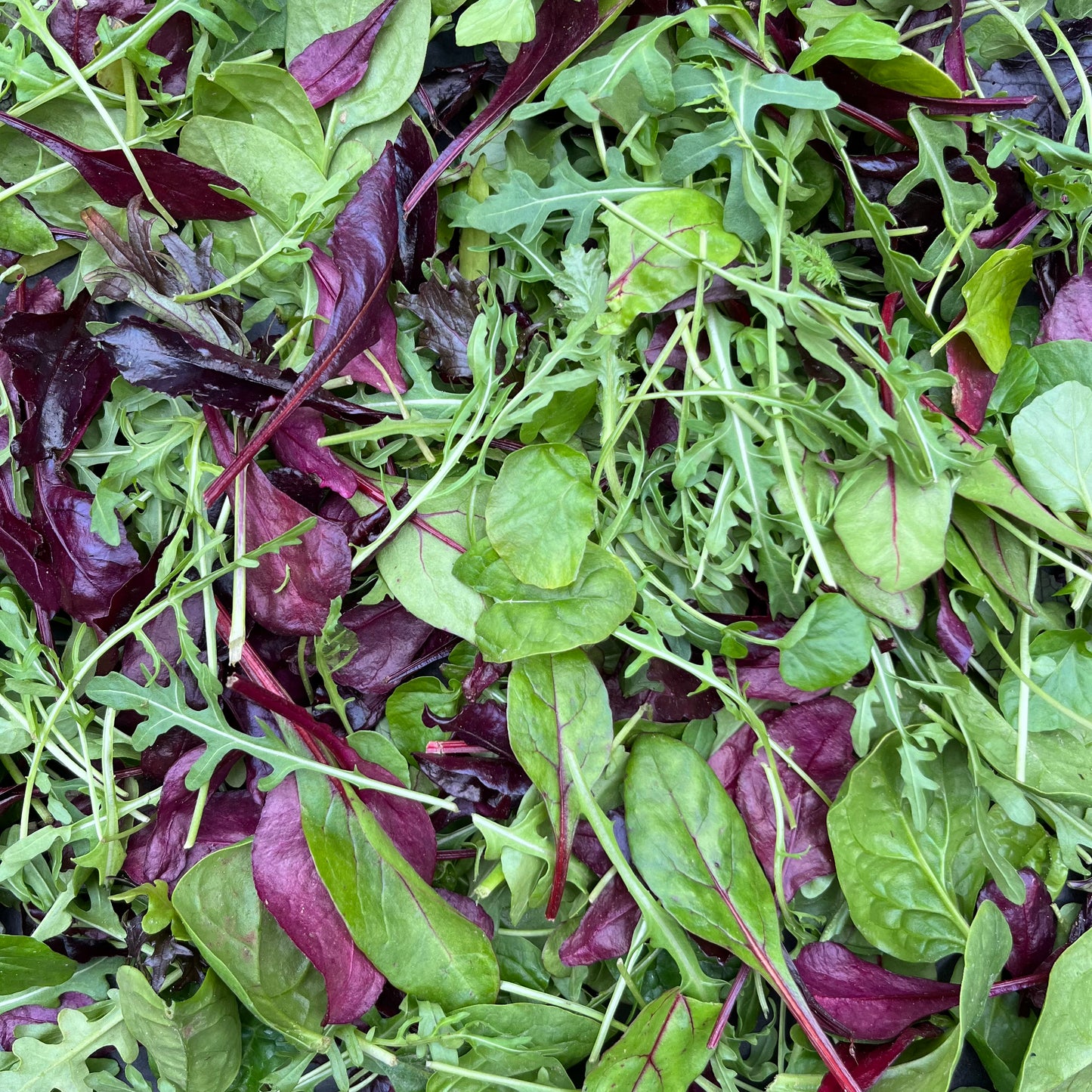 Mixed Leaf Bag