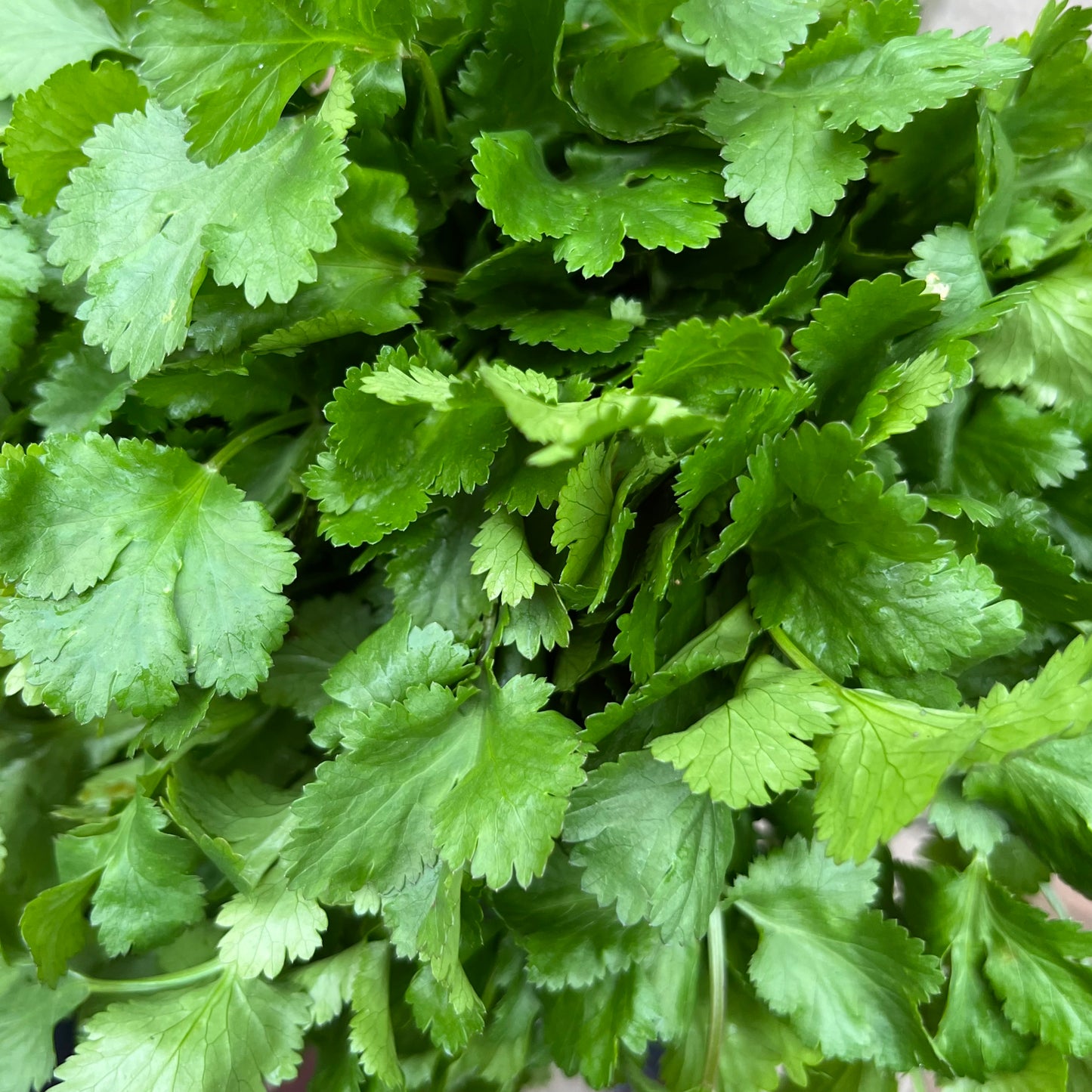 Flat Parsley (Bunch)