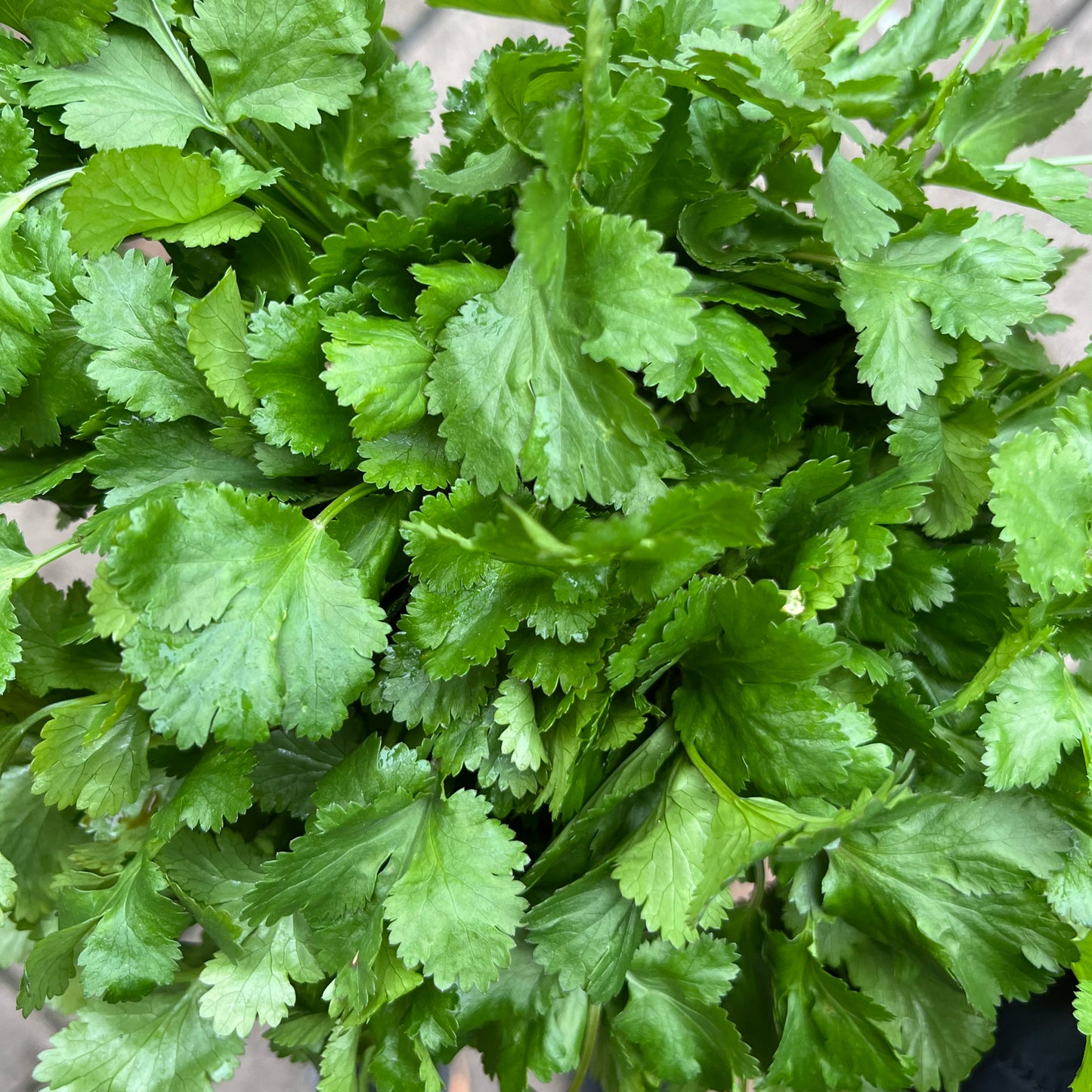 Flat Parsley (Bunch)