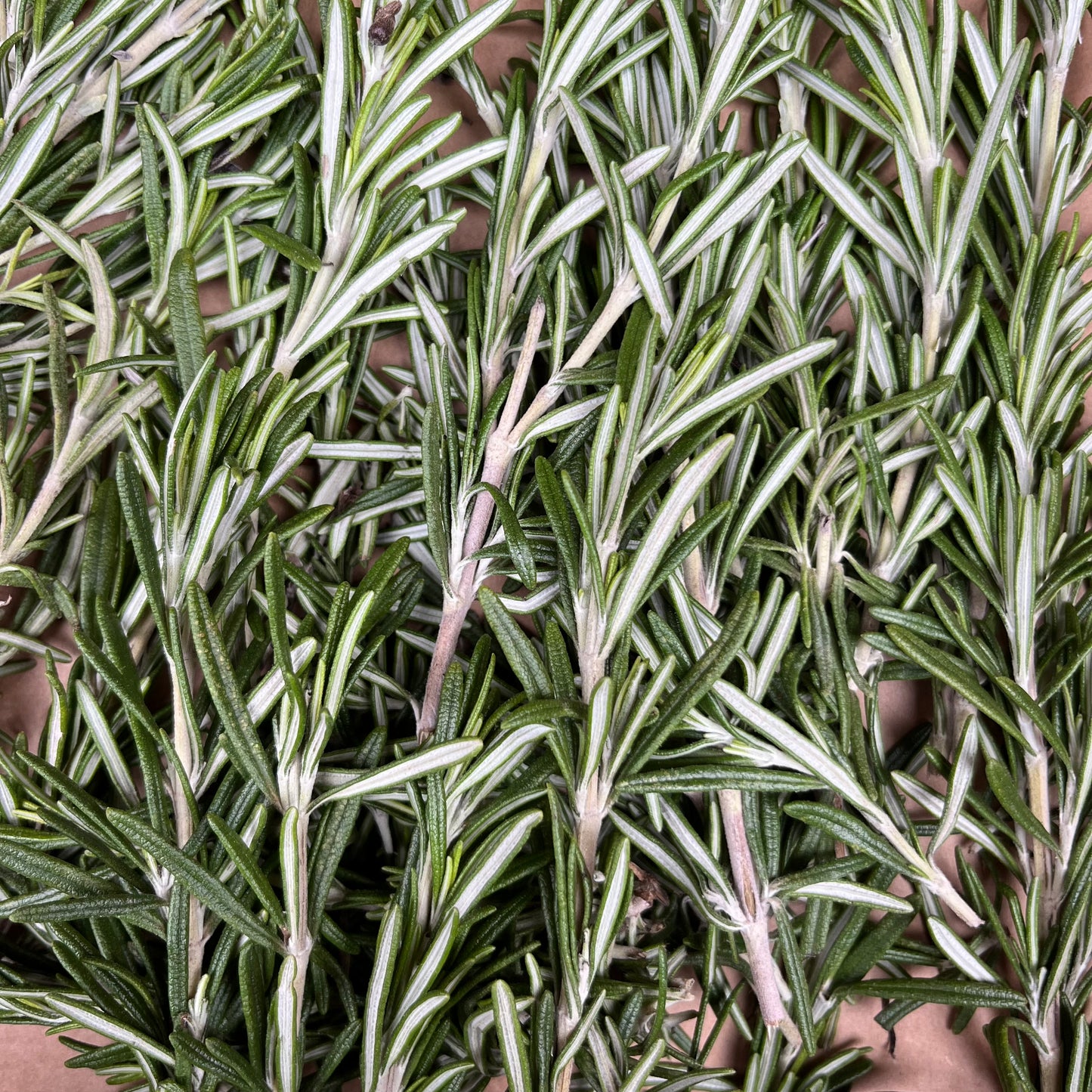 Rosemary (Bunch)
