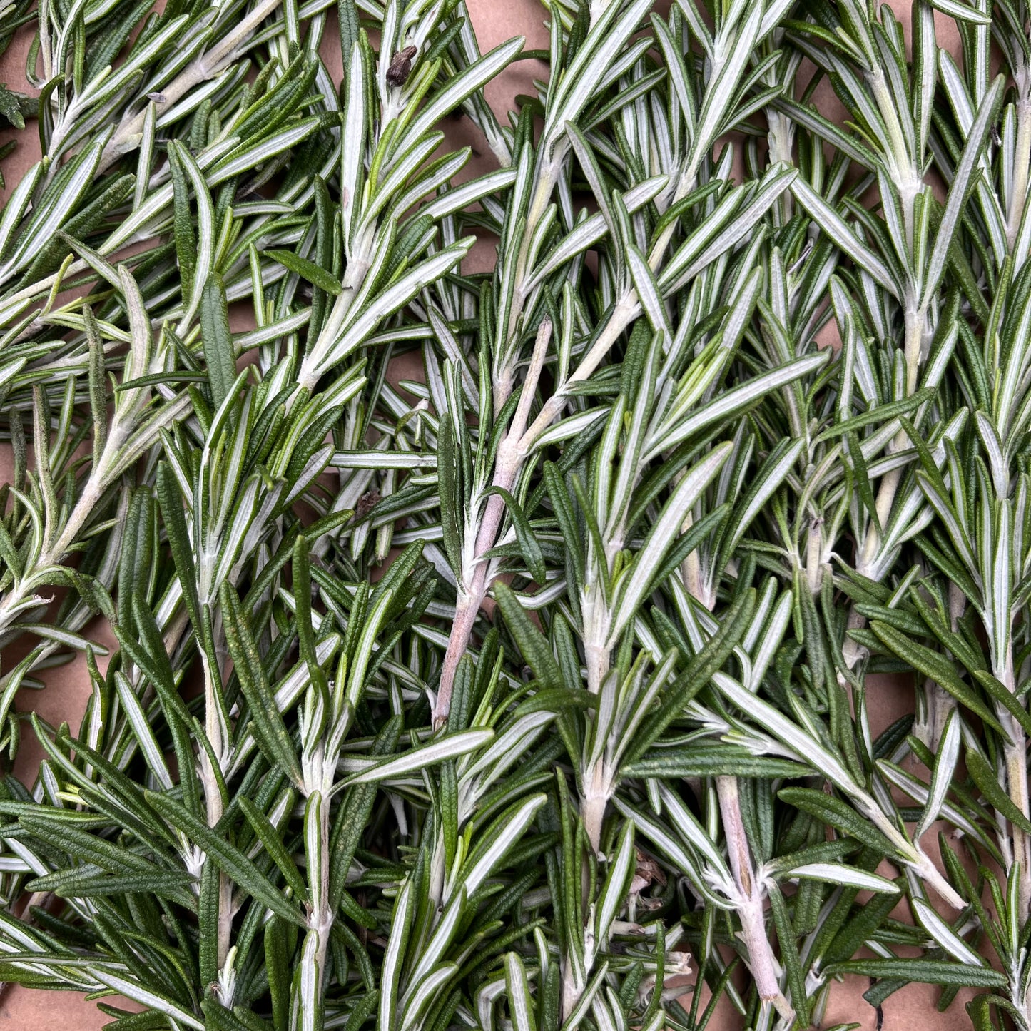 Rosemary (Bunch)