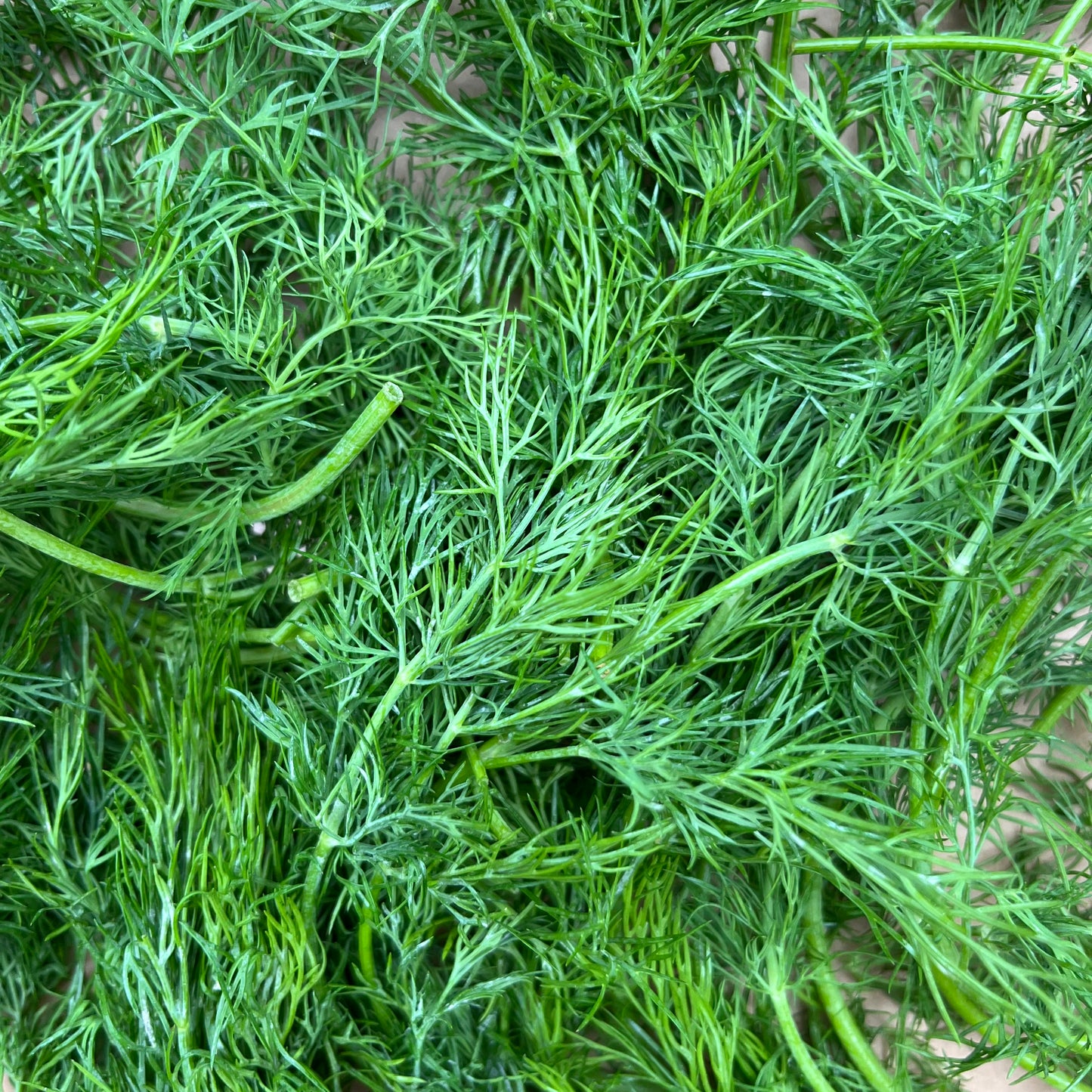 Dill (Bunch)
