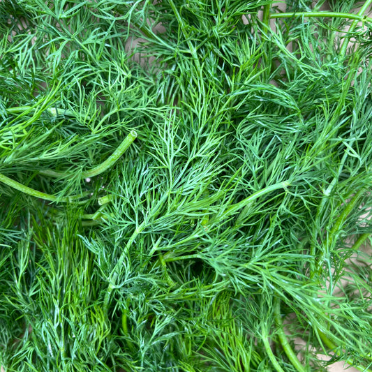 Dill (Bunch)