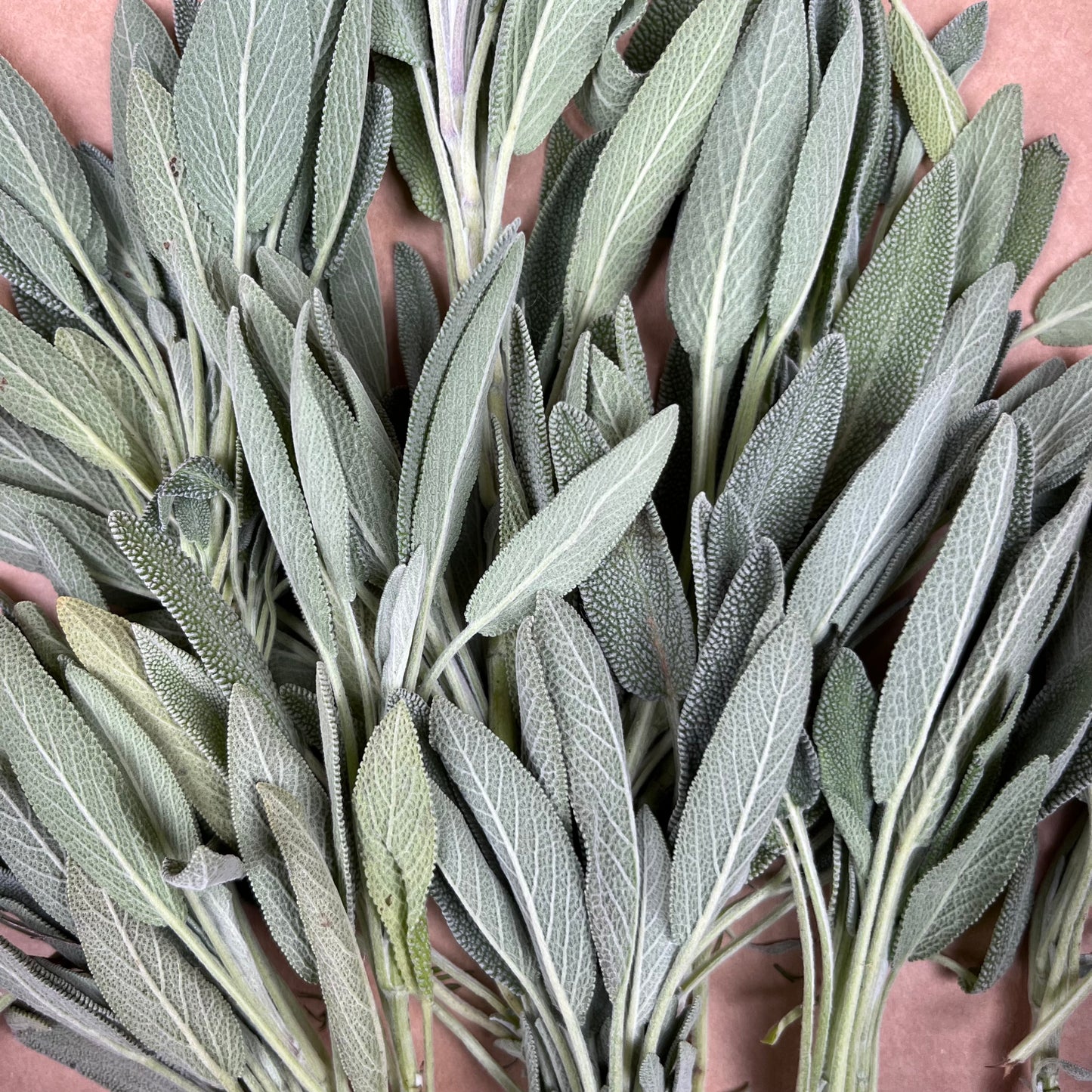 Sage (Bunch)